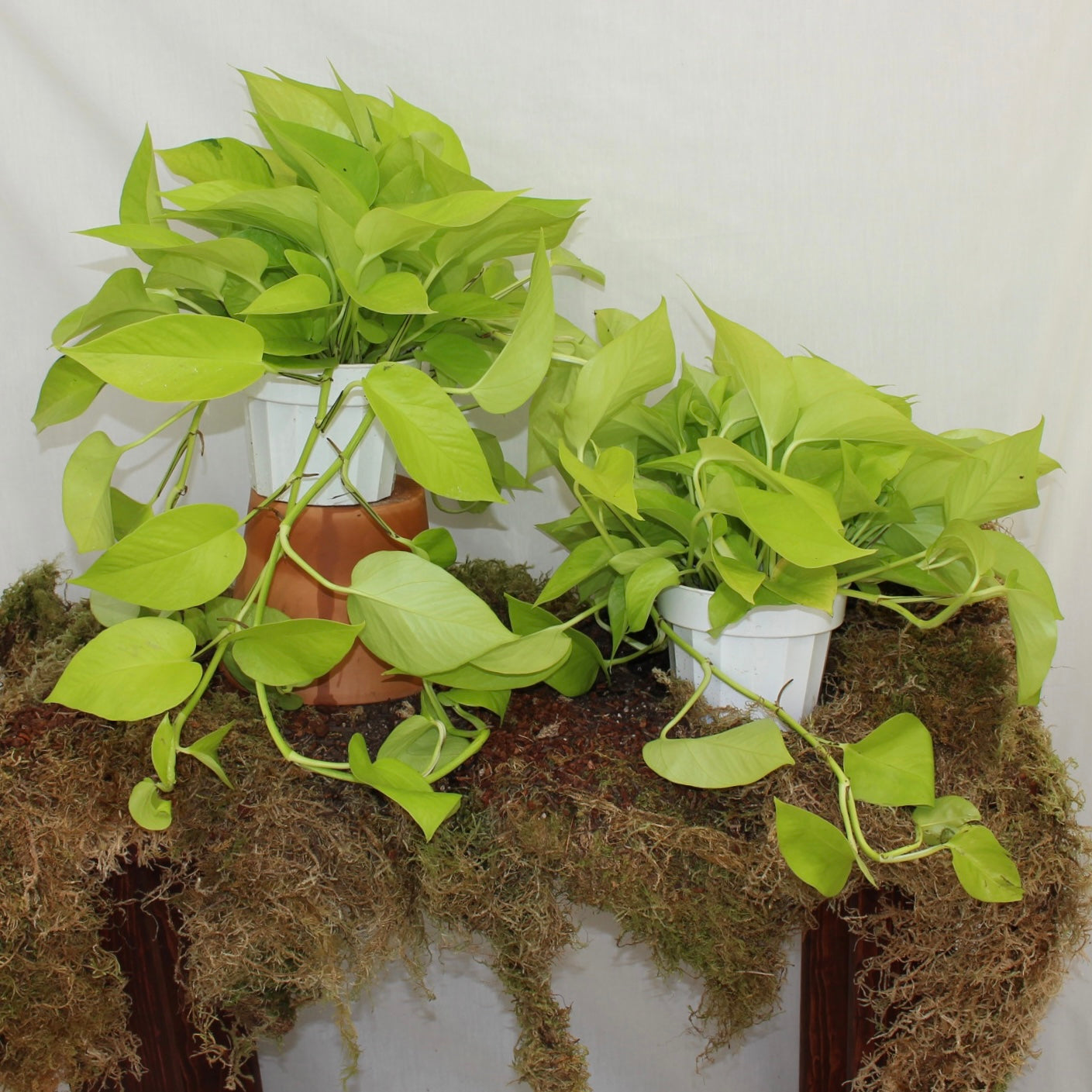 Neon Pothos 6" Pot