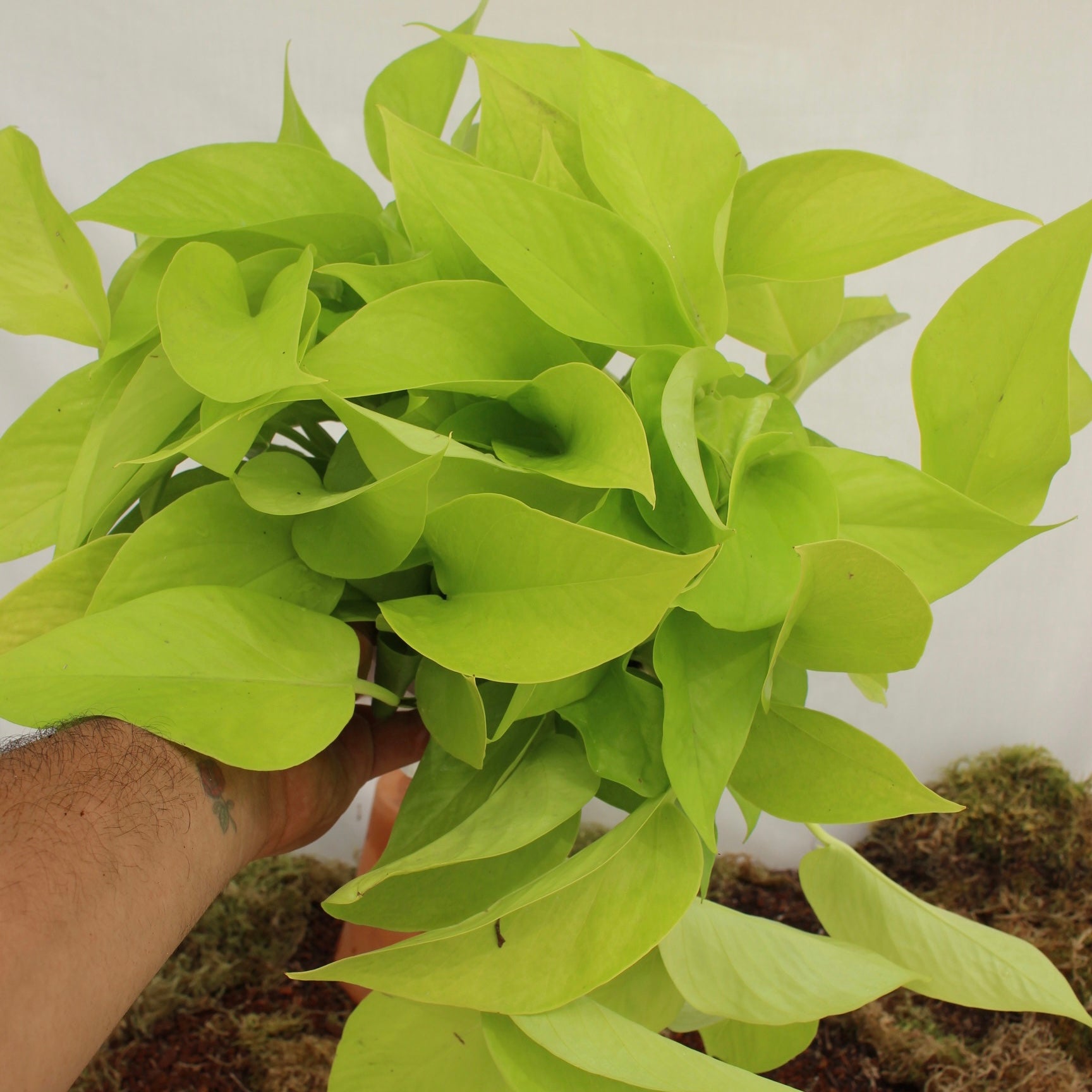 Neon Pothos 6" Pot