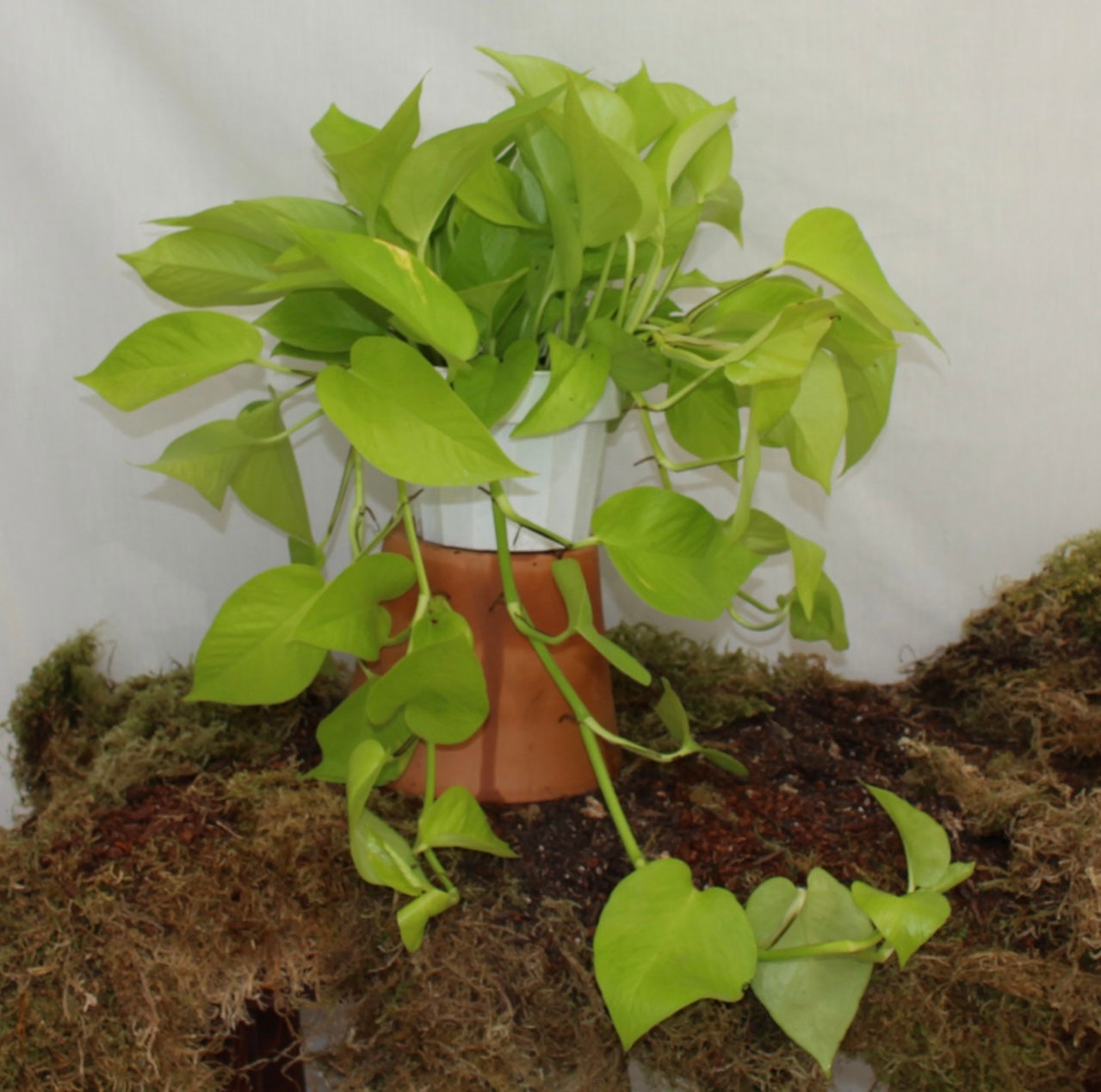 Neon Pothos 6" Pot