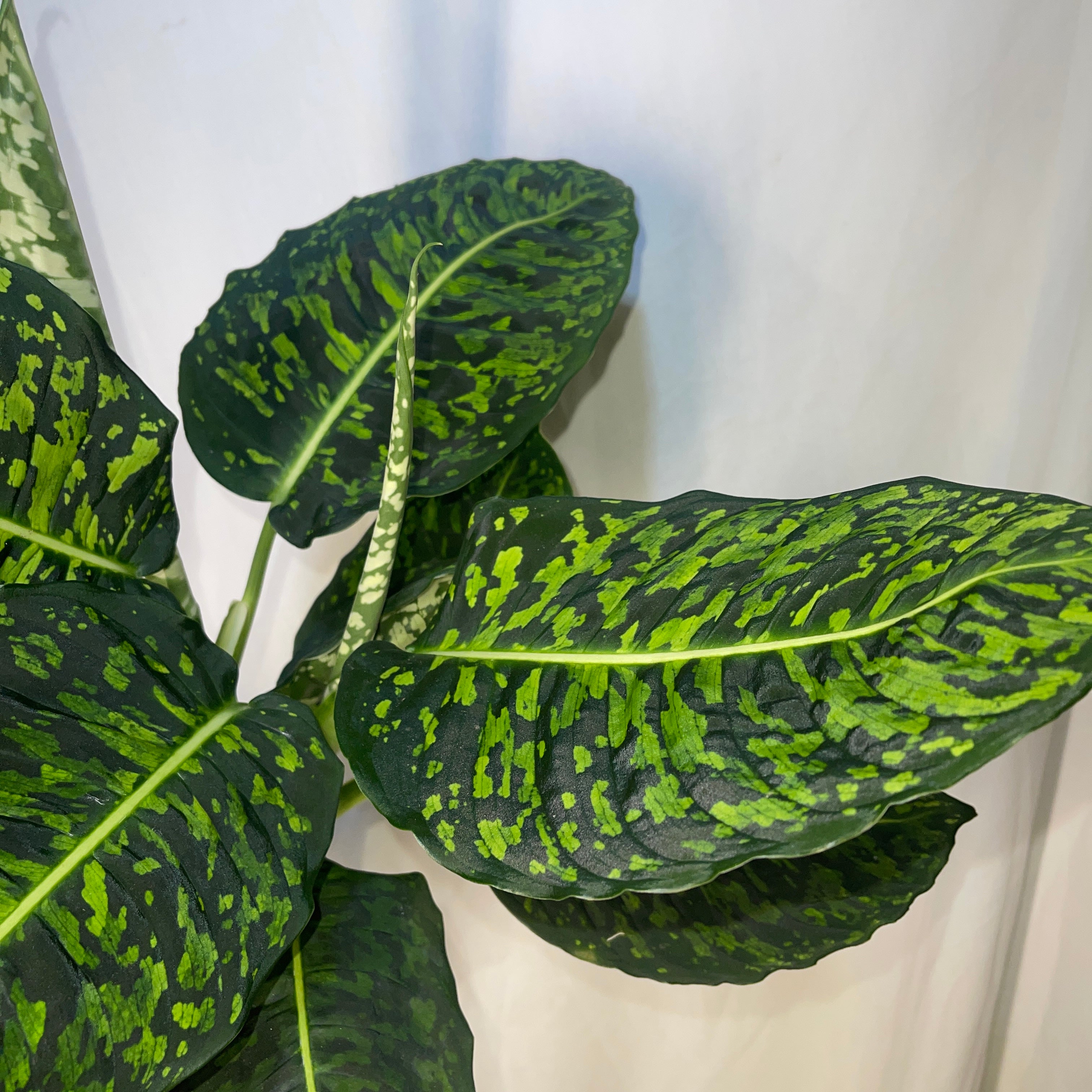 Dieffenbachia ‘Reflector’ 6" Pot