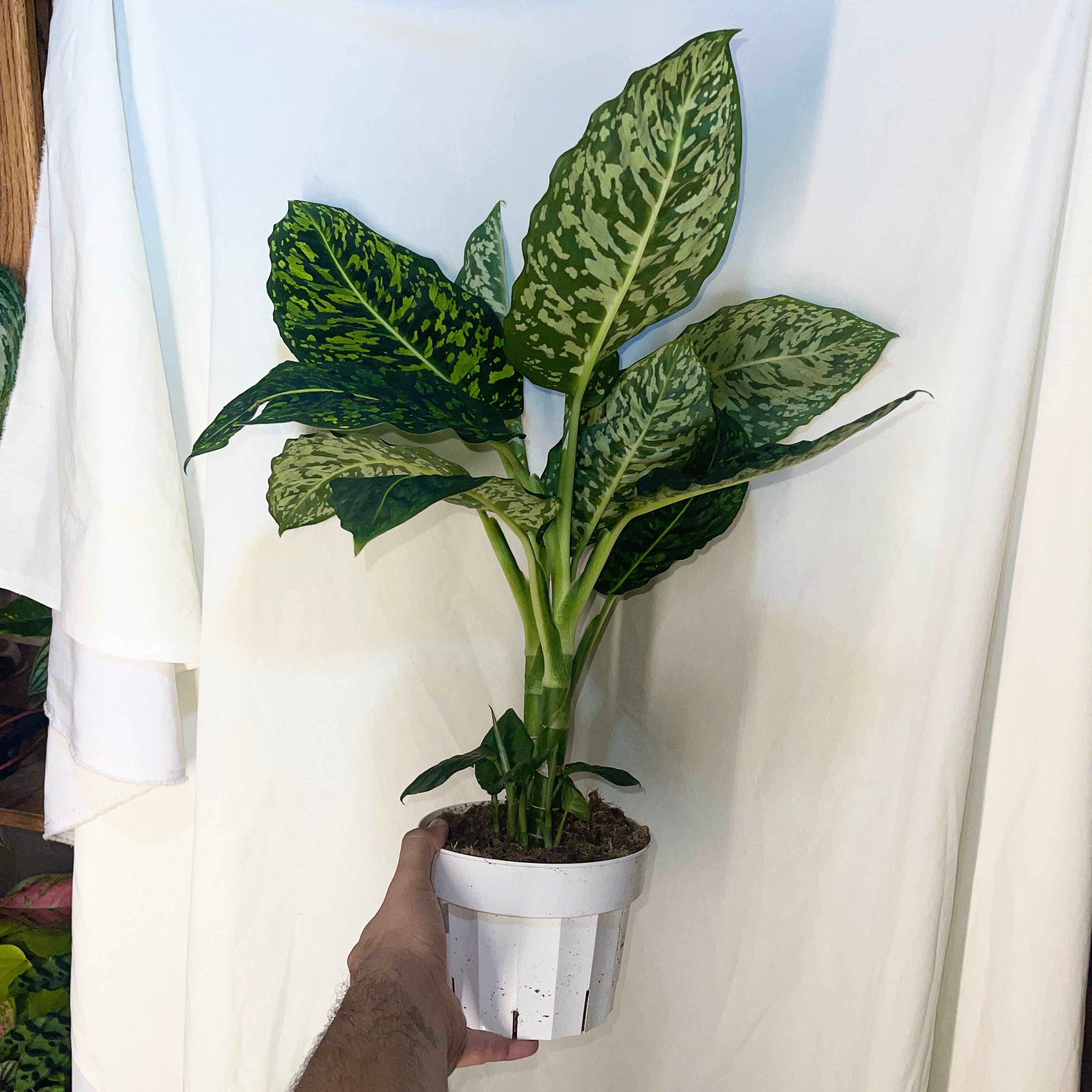 Dieffenbachia ‘Reflector’ 6" Pot