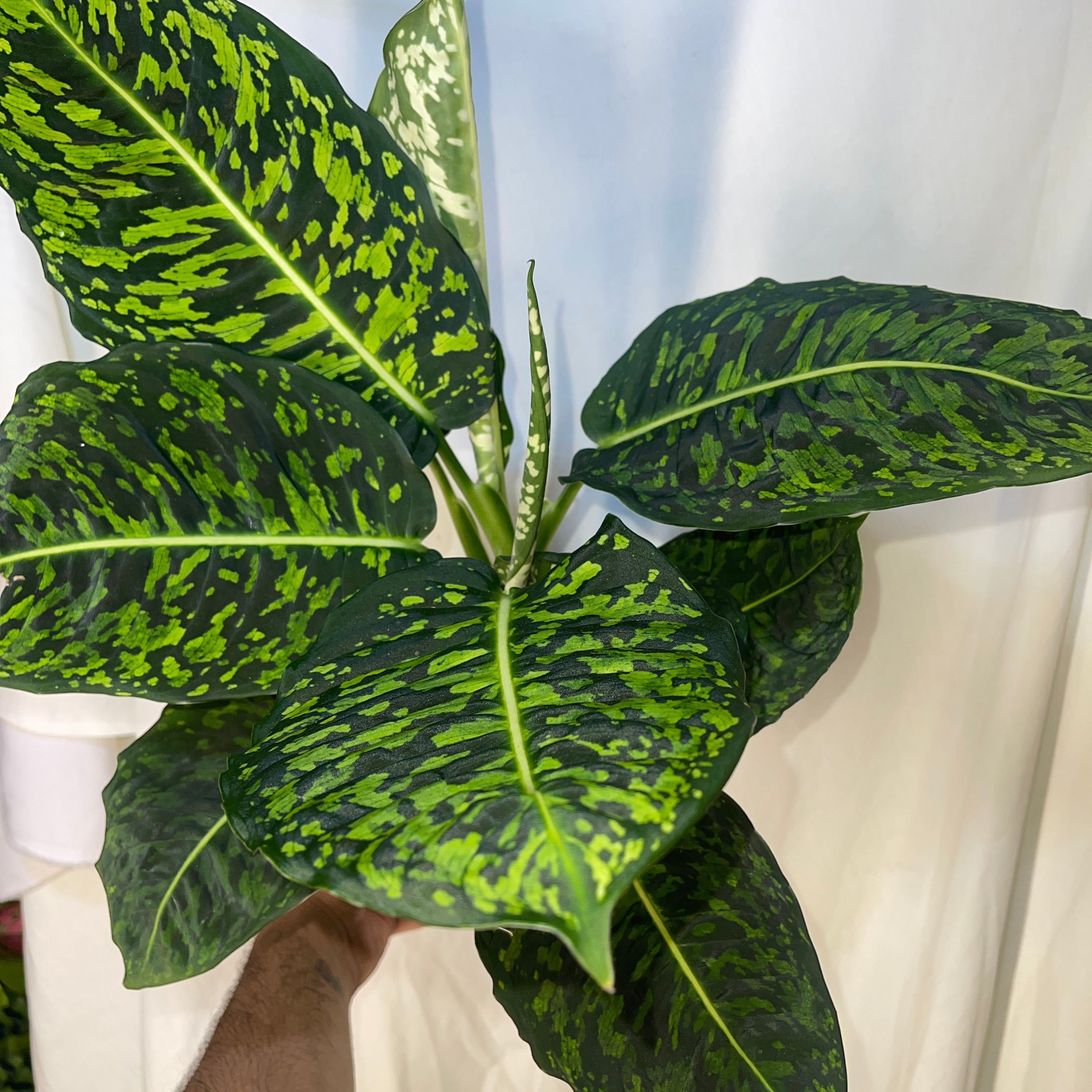 Dieffenbachia ‘Reflector’ 6" Pot