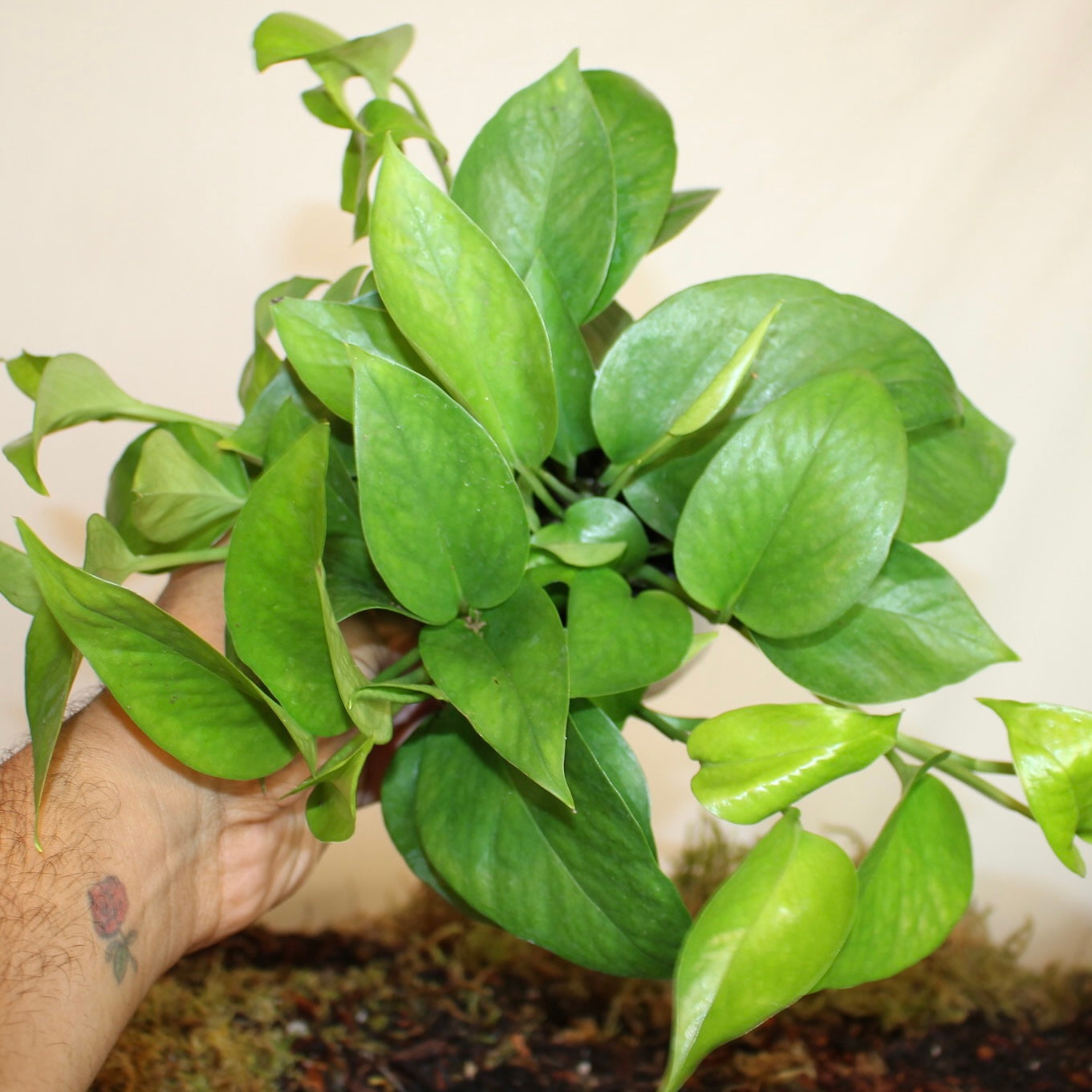 Jade Pothos 4" Pot