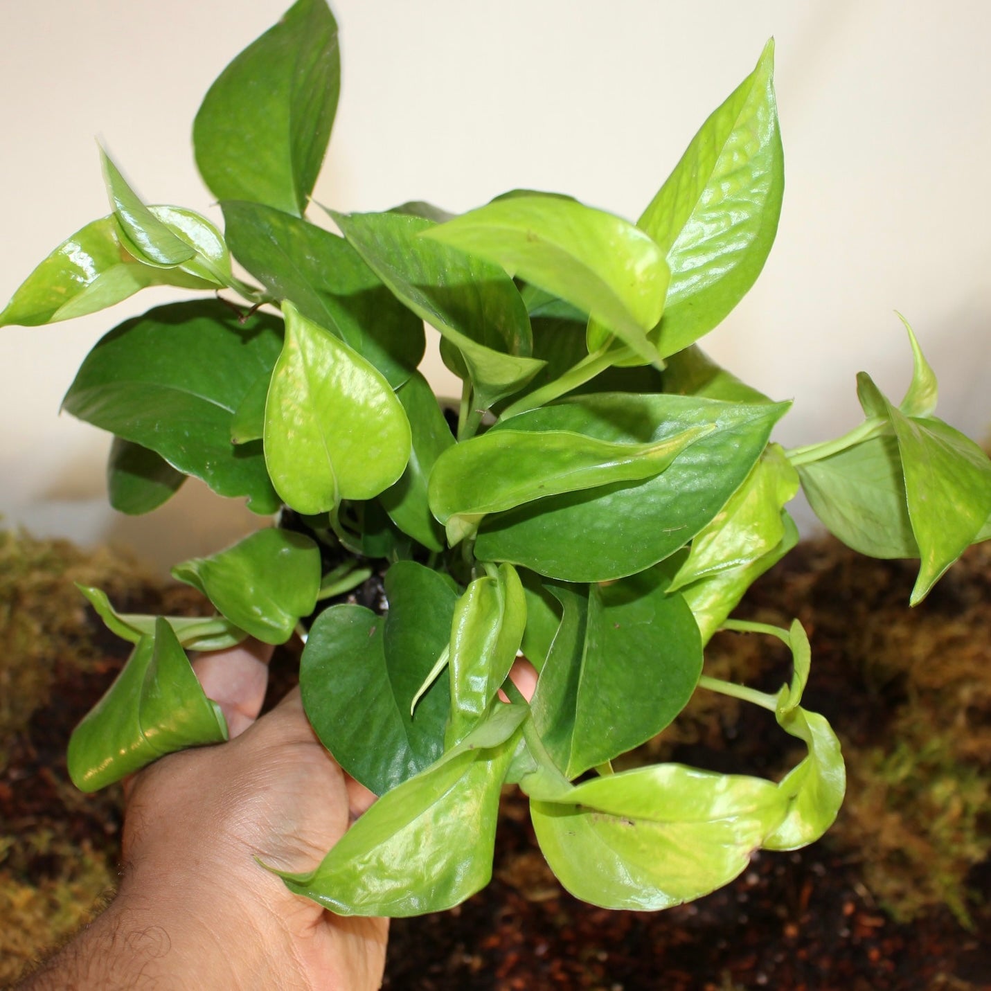 Jade Pothos 4" Pot