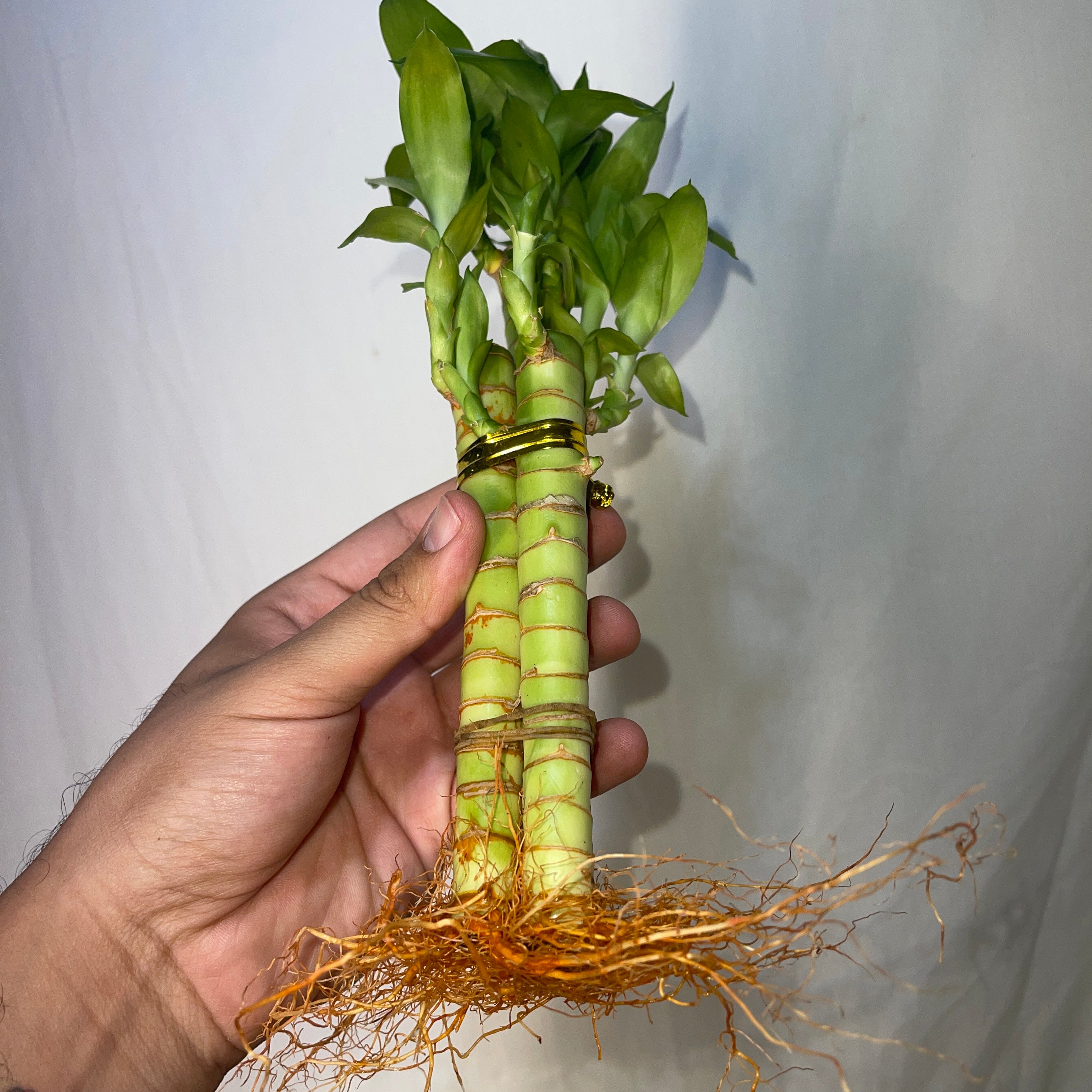 Lotus Lucky Bamboo 3 Piece Bunch