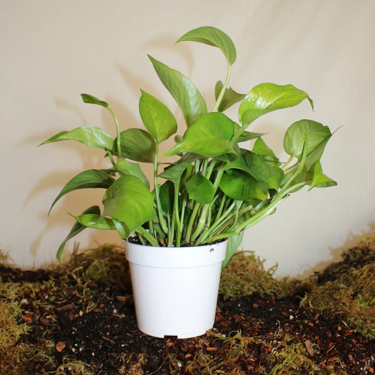 Jade Pothos 4" Pot