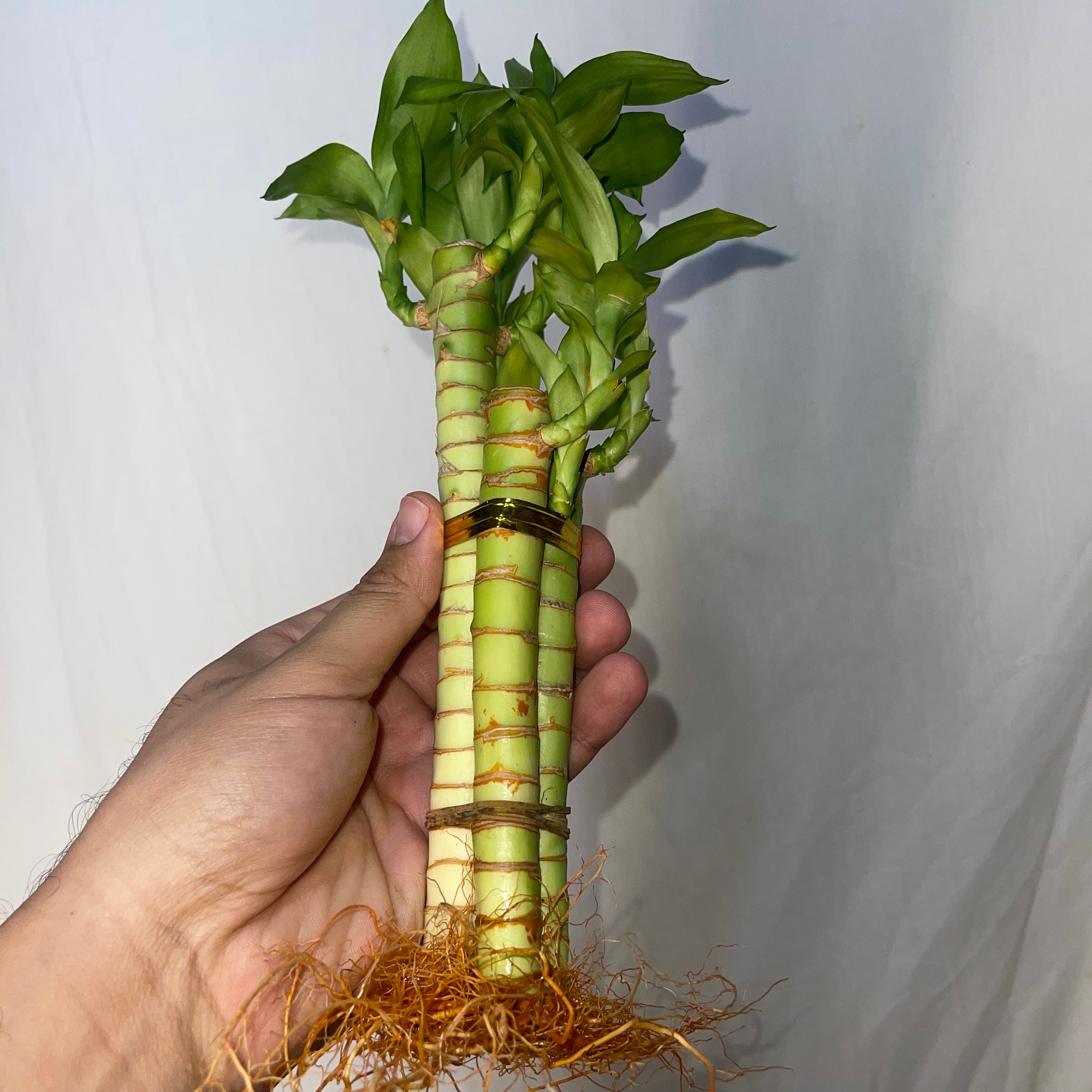 Lotus Lucky Bamboo 3 Piece Bunch