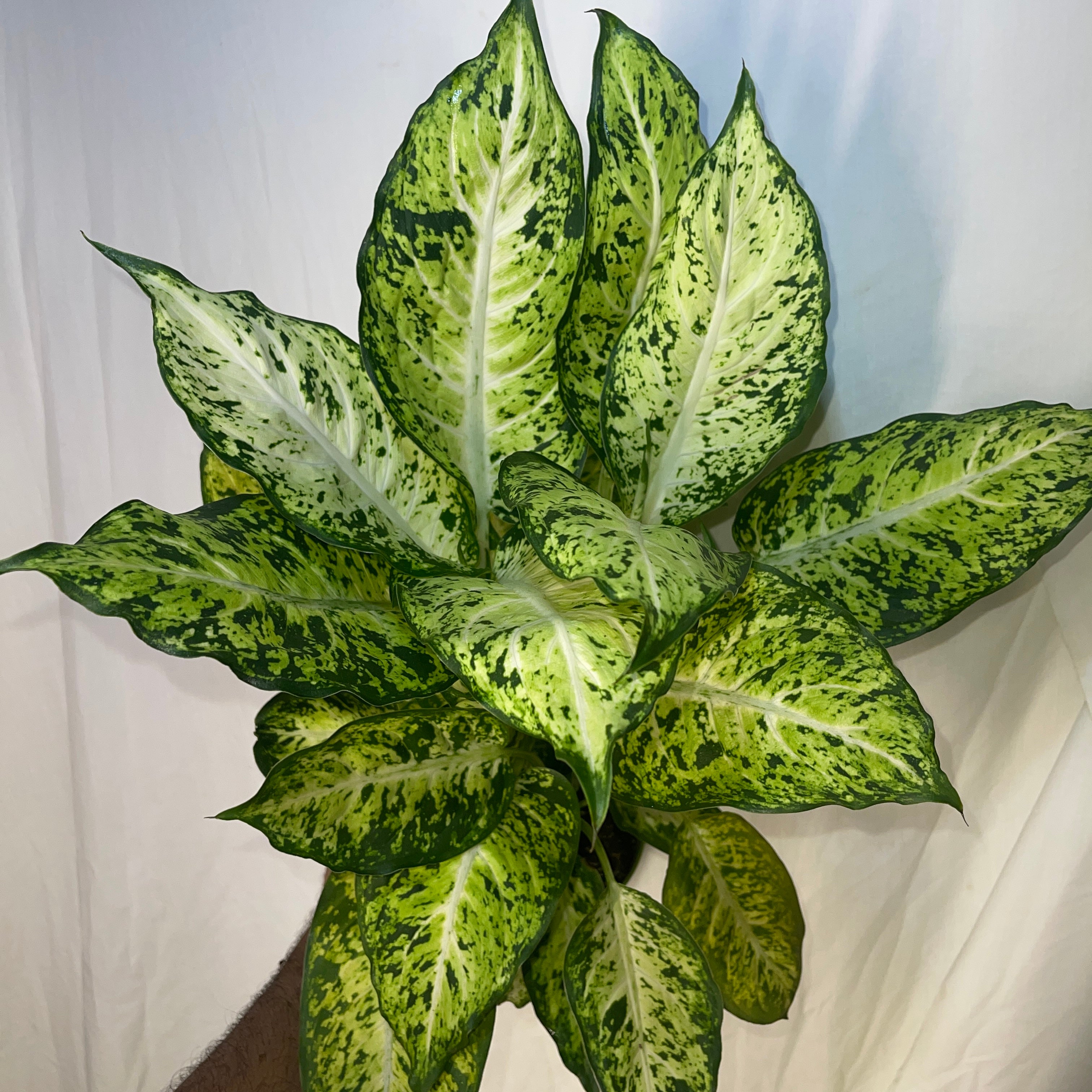 Dieffenbachia Starbright 6" Pot