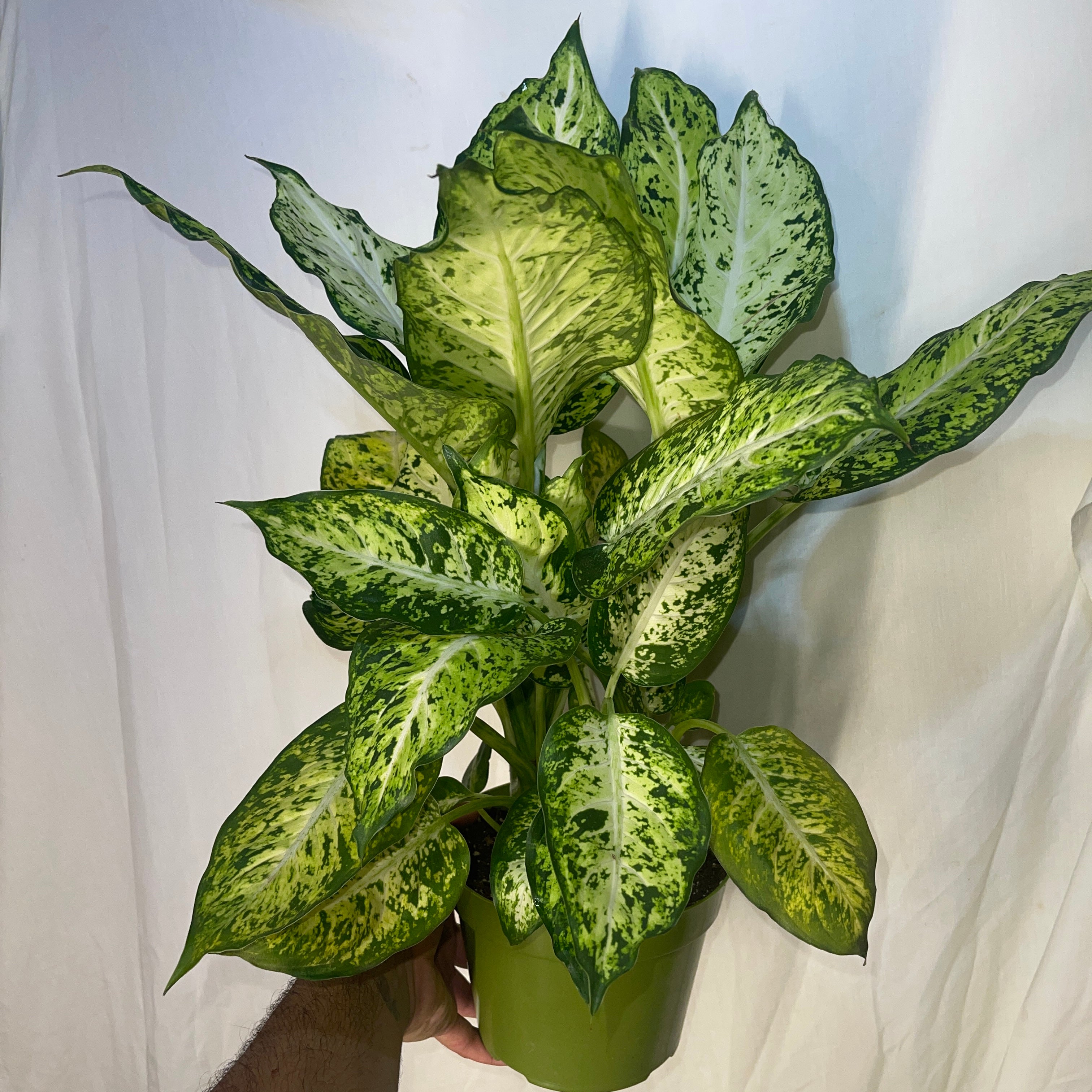 Dieffenbachia Starbright 6" Pot