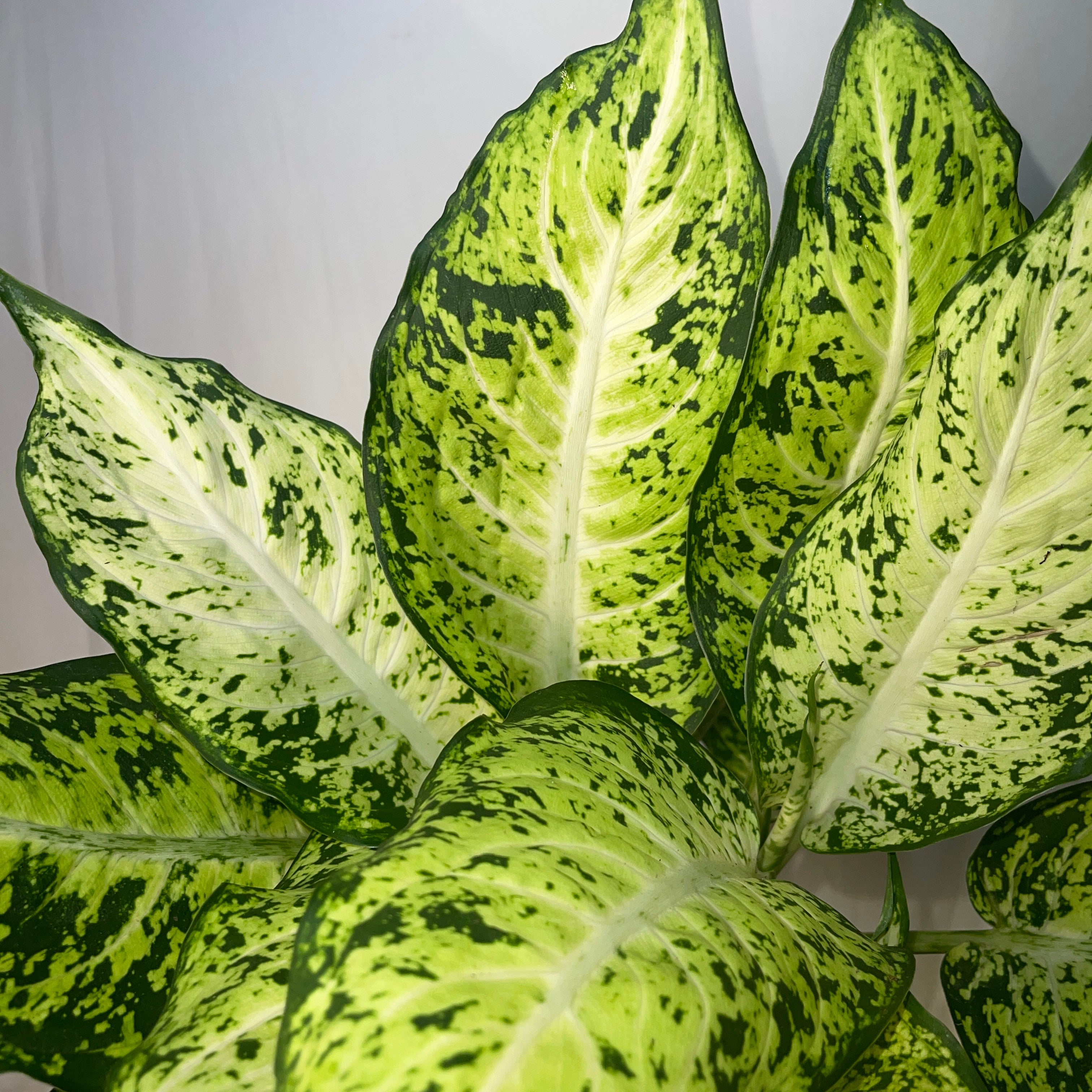 Dieffenbachia Starbright 6" Pot