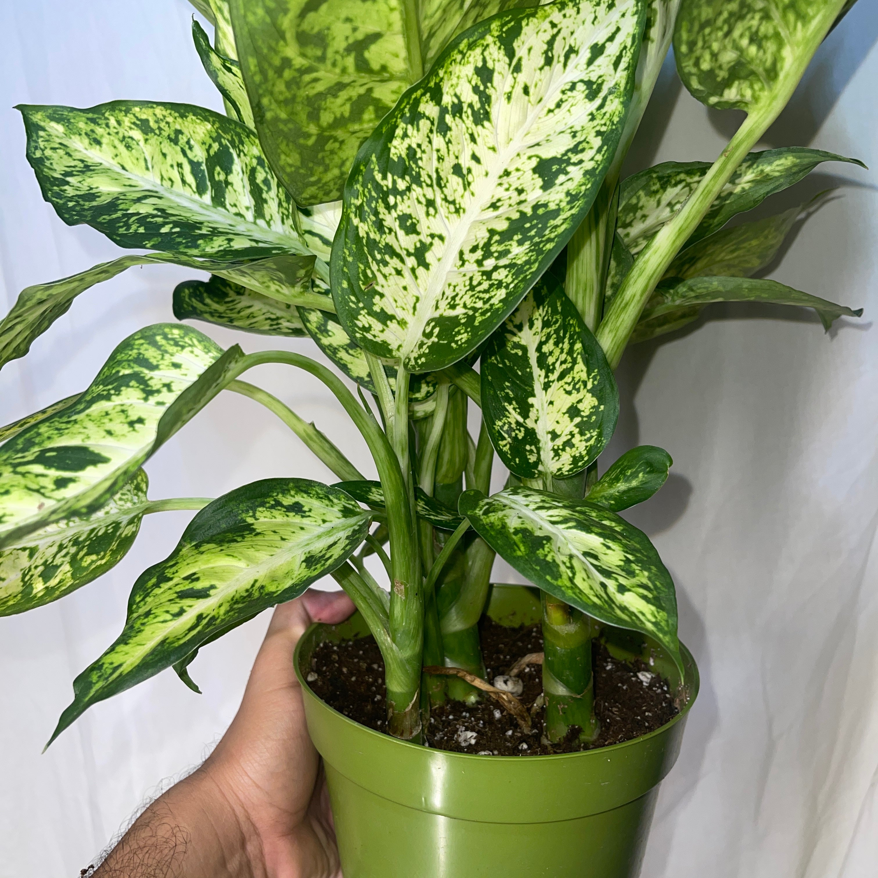 Dieffenbachia Starbright 6" Pot