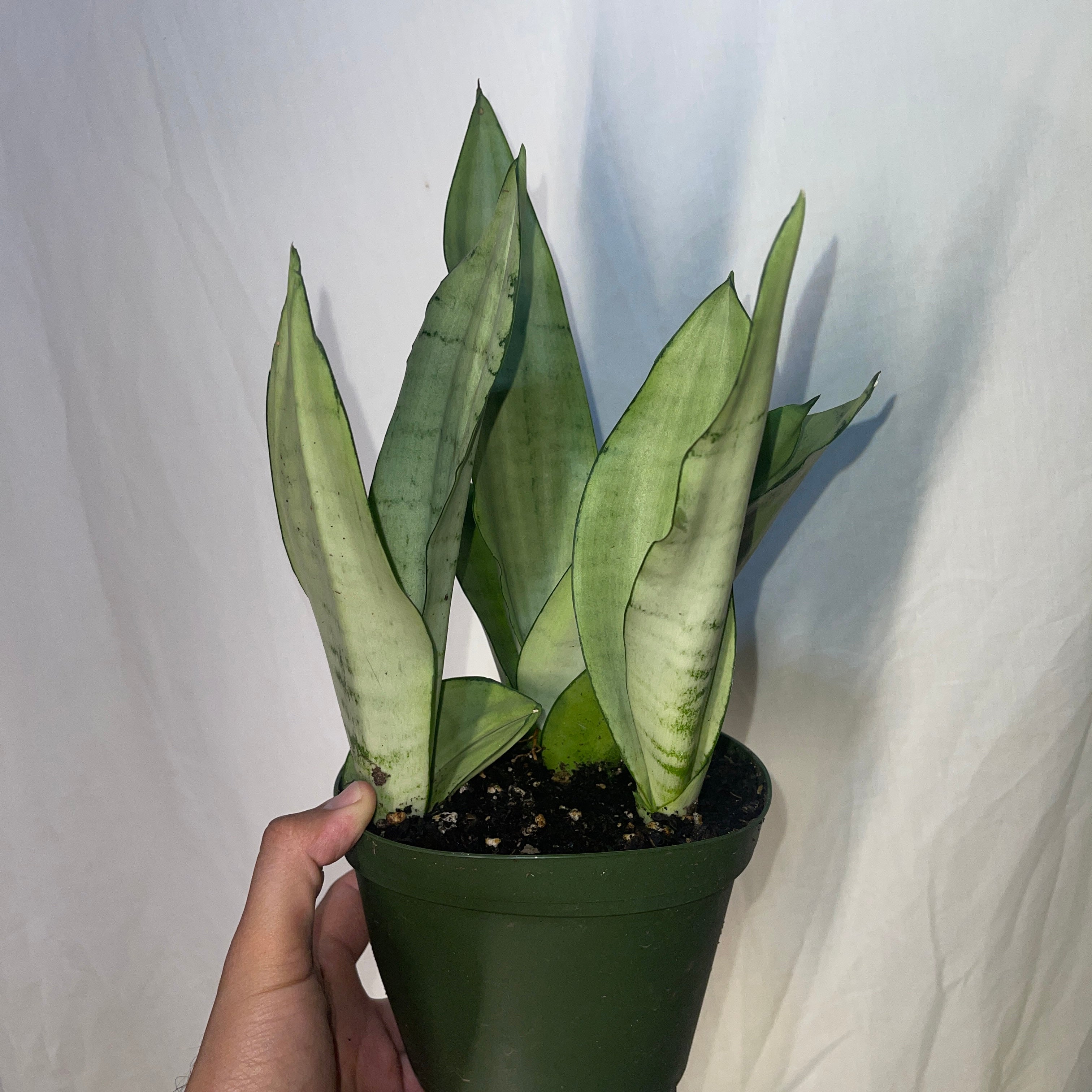 Moonshine Snake Plant 6” Pot