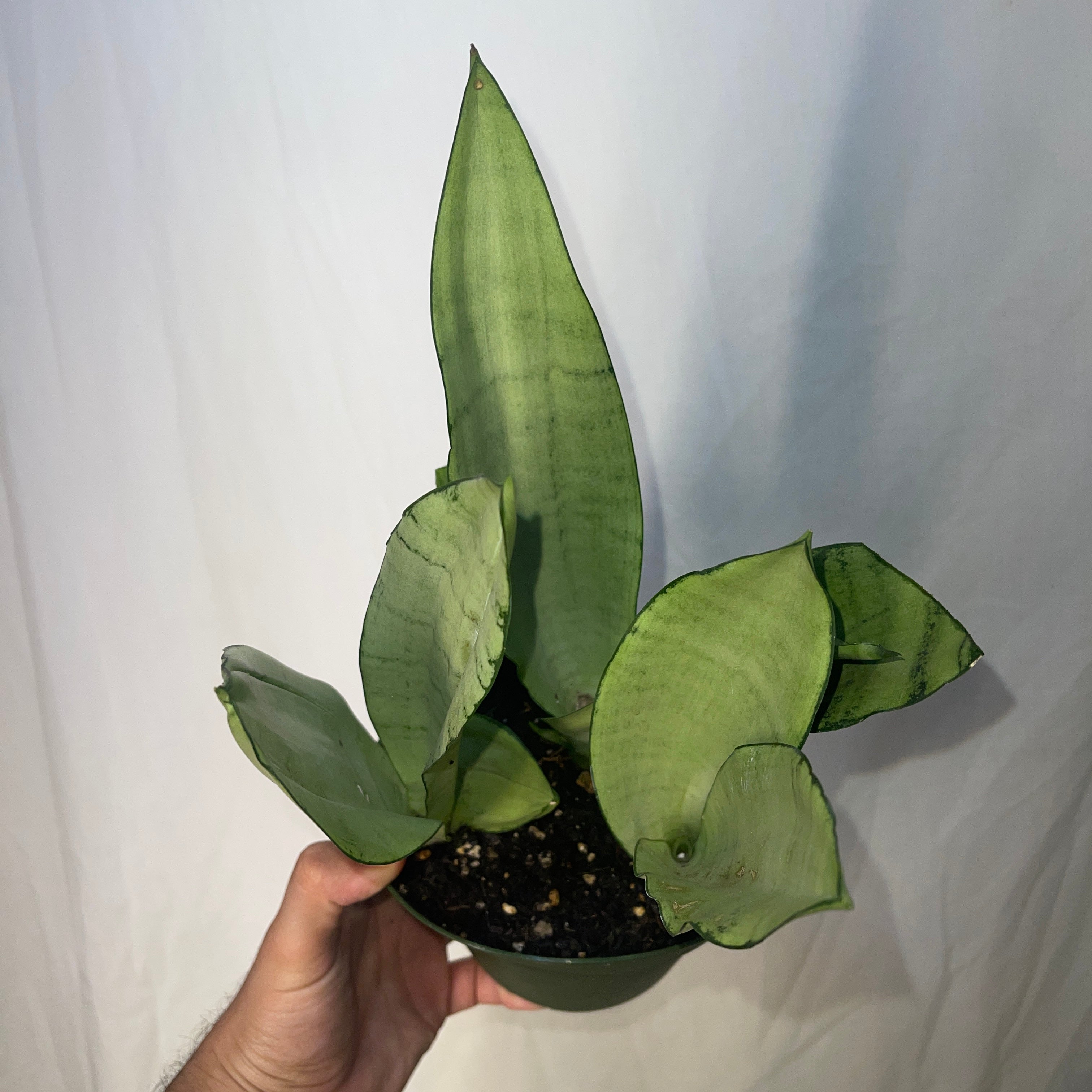 Moonshine Snake Plant 6” Pot