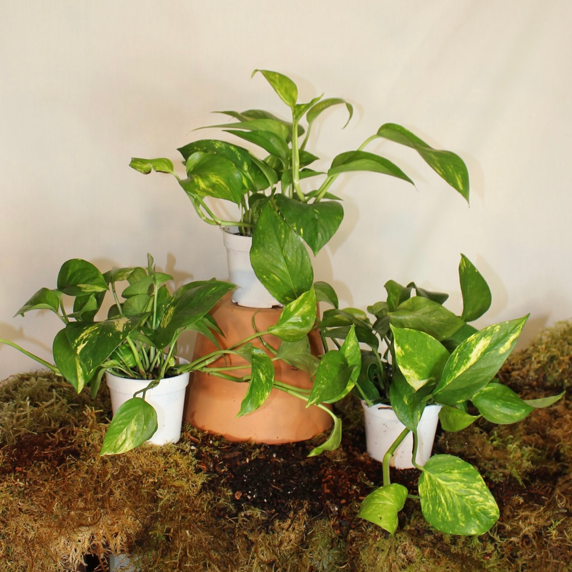 Golden Pothos 4" Pot