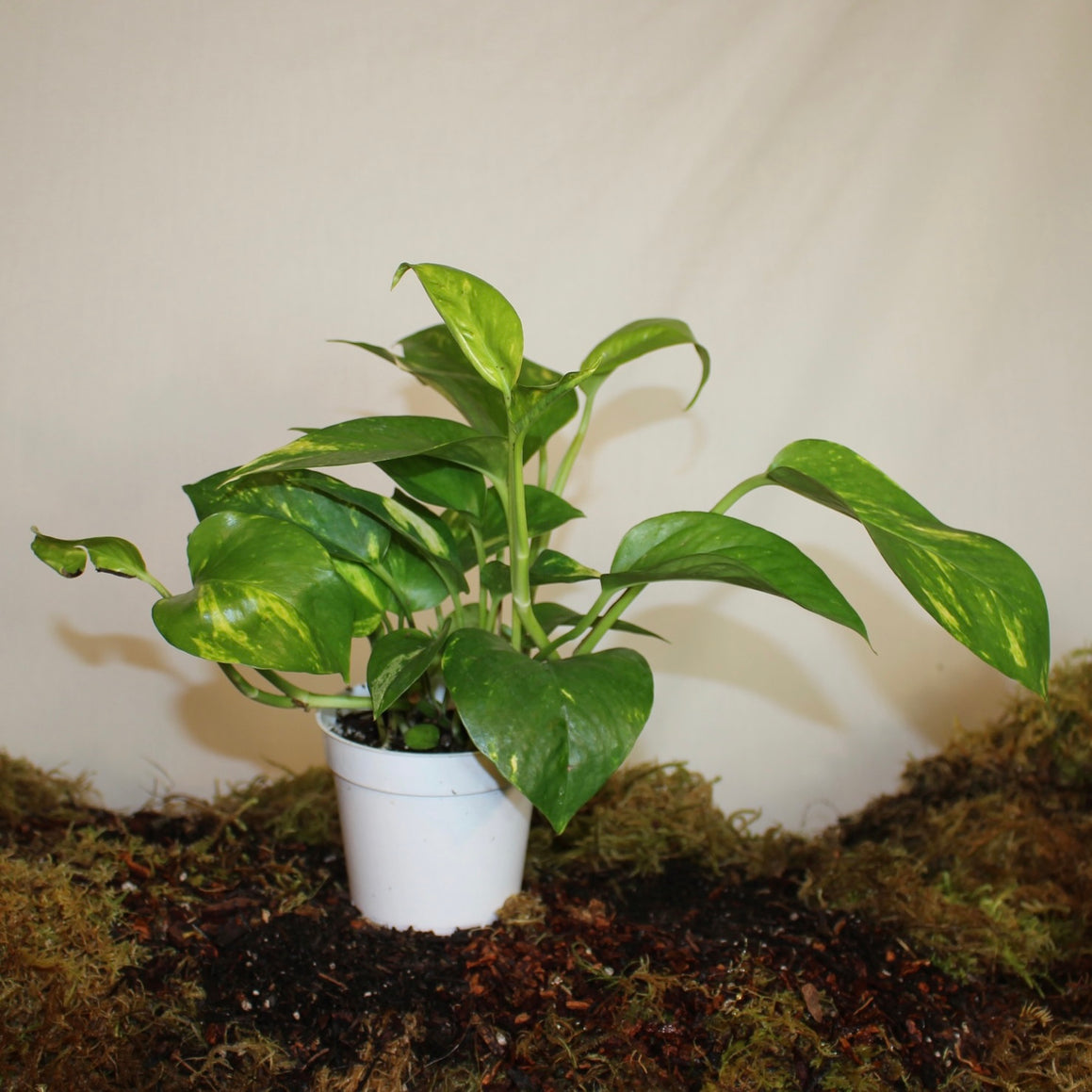 Golden Pothos 4" Pot