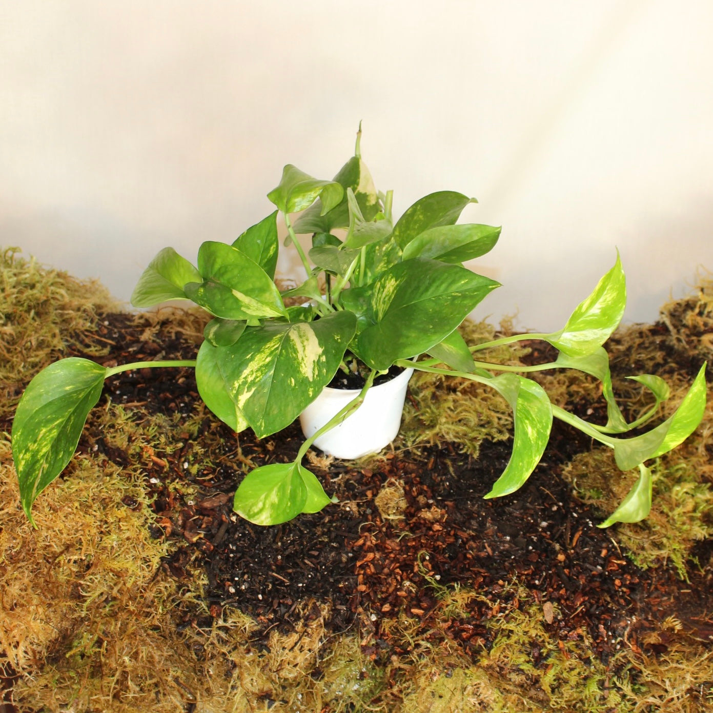 Golden Pothos 4" Pot