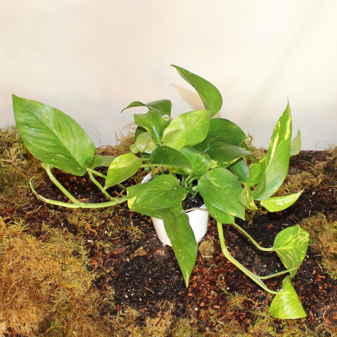 Golden Pothos 4" Pot