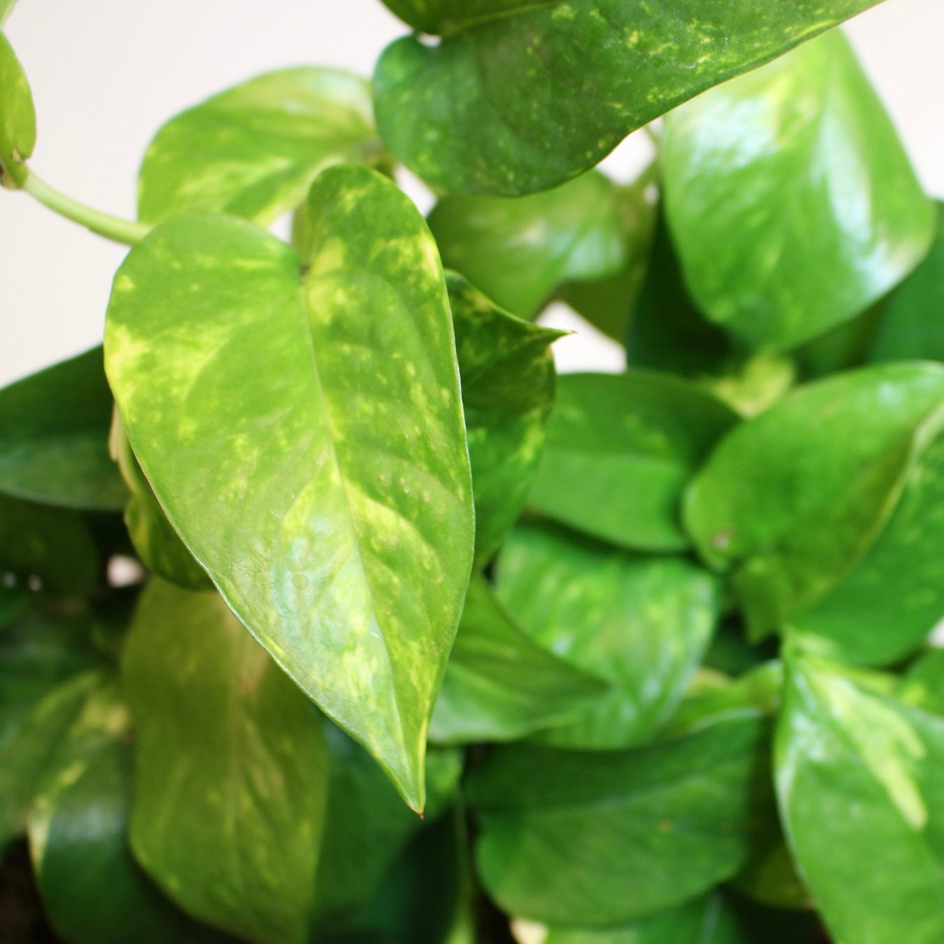 Golden Pothos 4" Pot