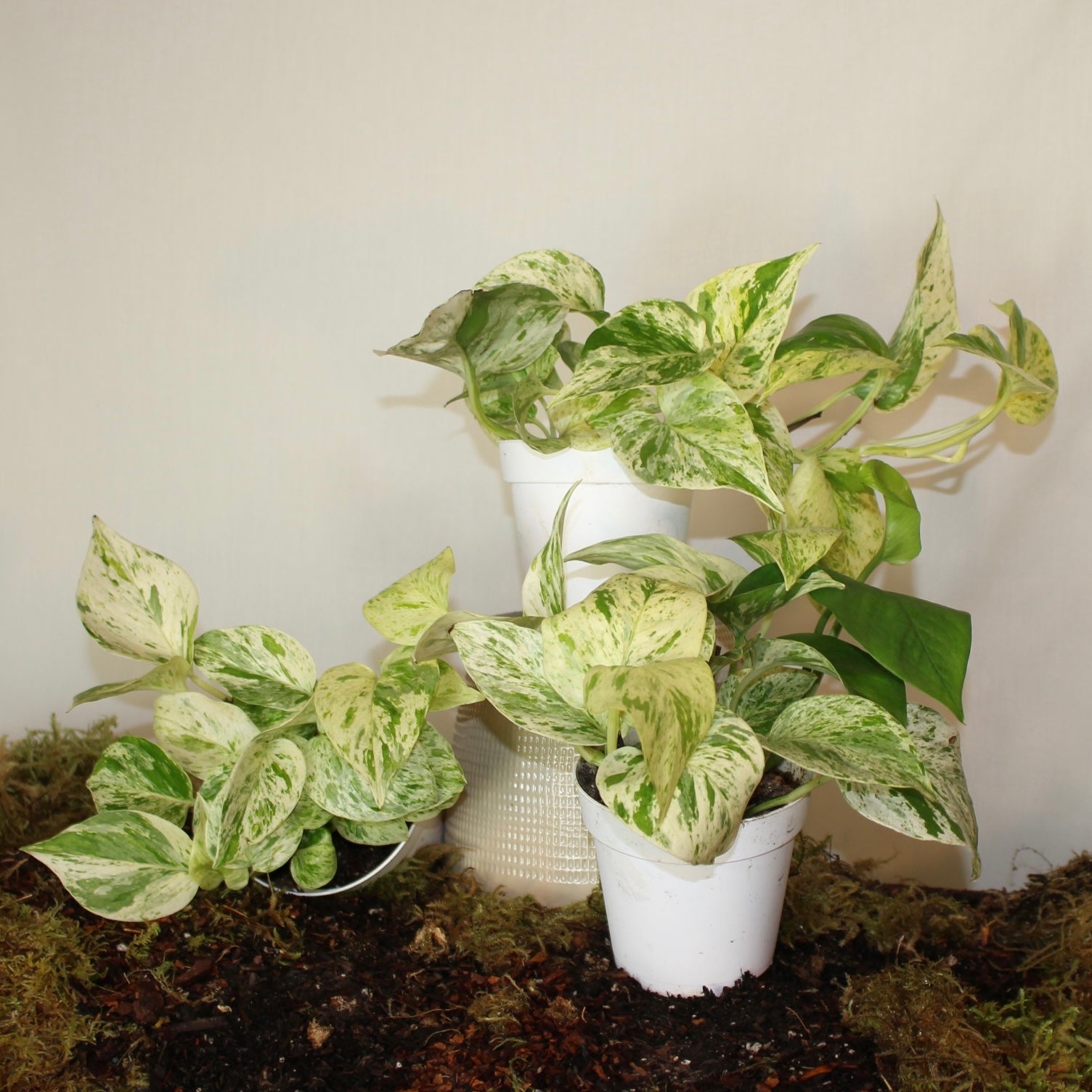 Marble Queen Pothos 4" Pot