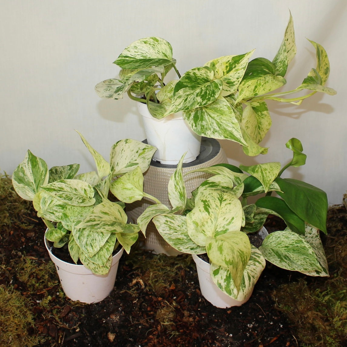 Marble Queen Pothos 4" Pot