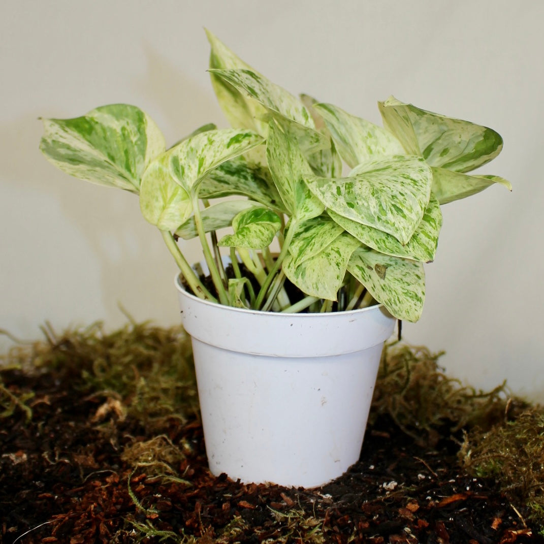 Marble Queen Pothos 4" Pot