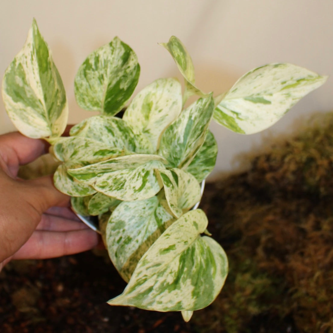 Marble Queen Pothos 4" Pot