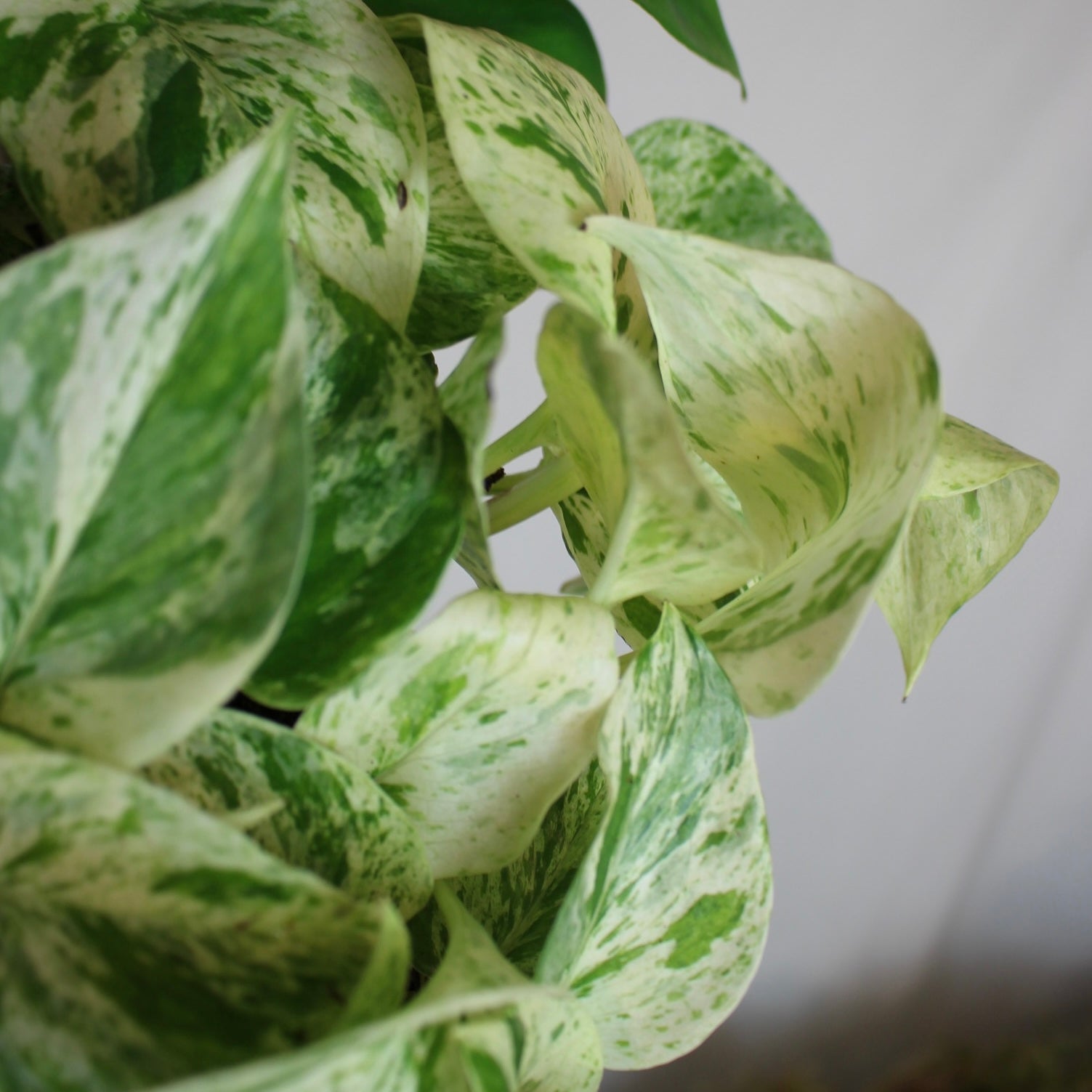 Marble Queen Pothos 4" Pot