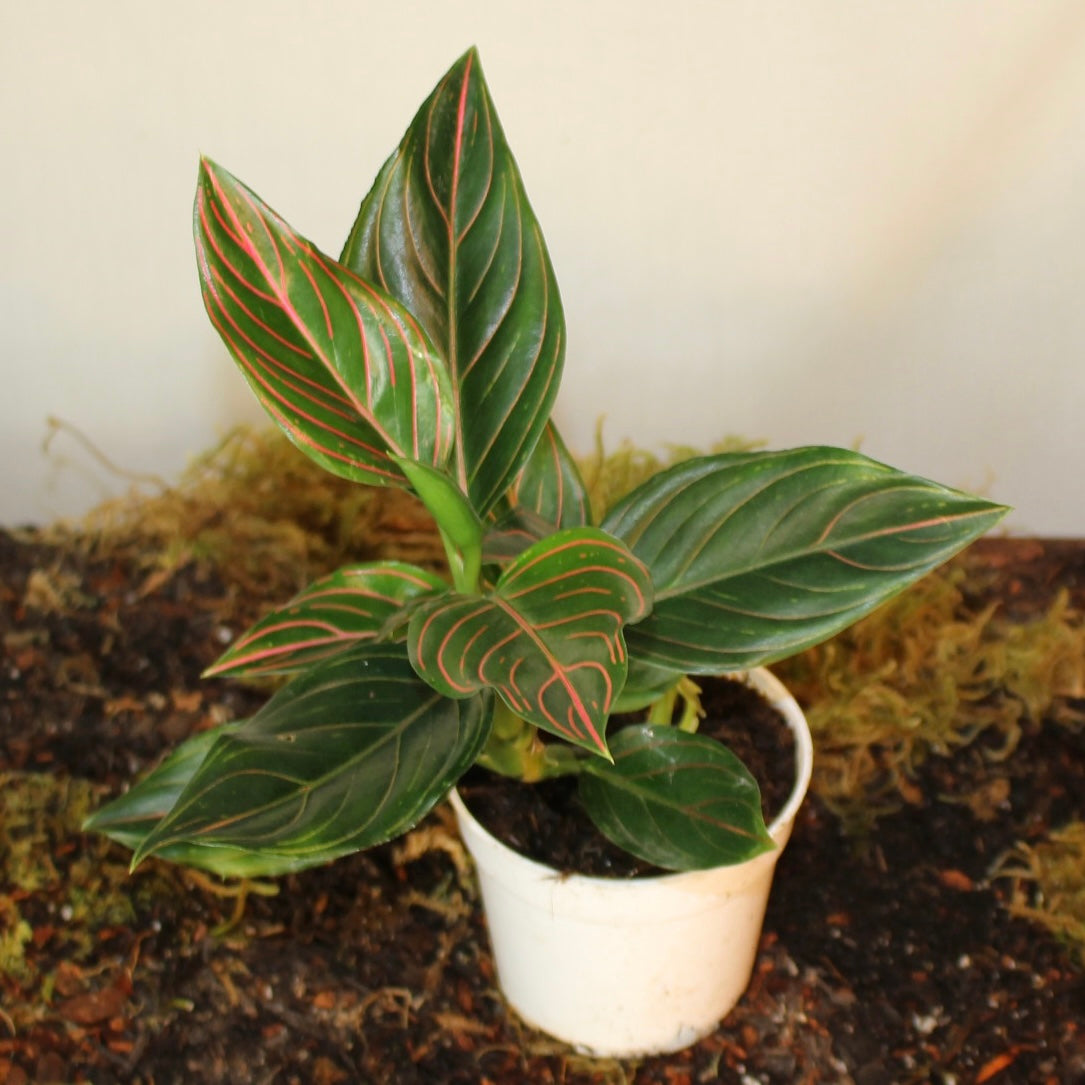 Red Vein Aglaonema 4" Pot