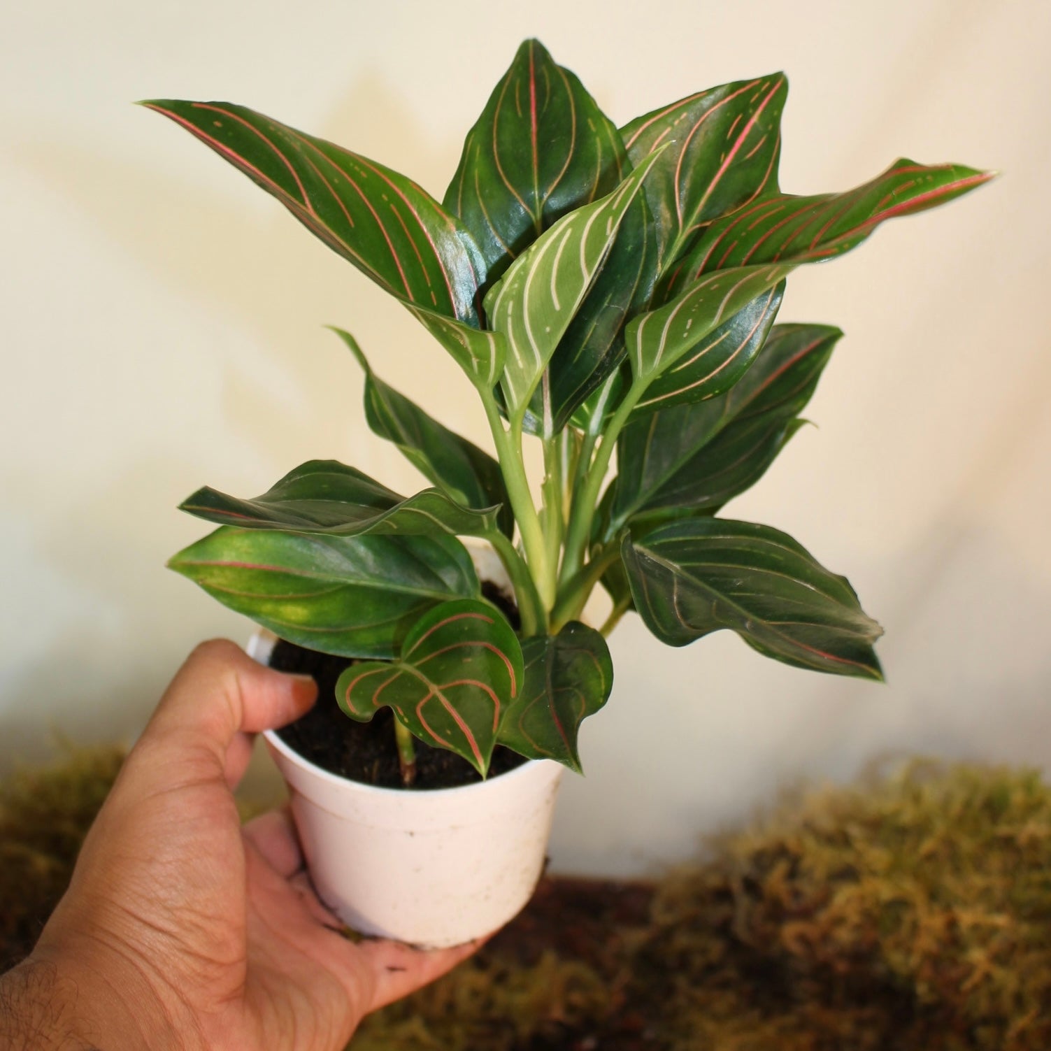 Red Vein Aglaonema 4" Pot