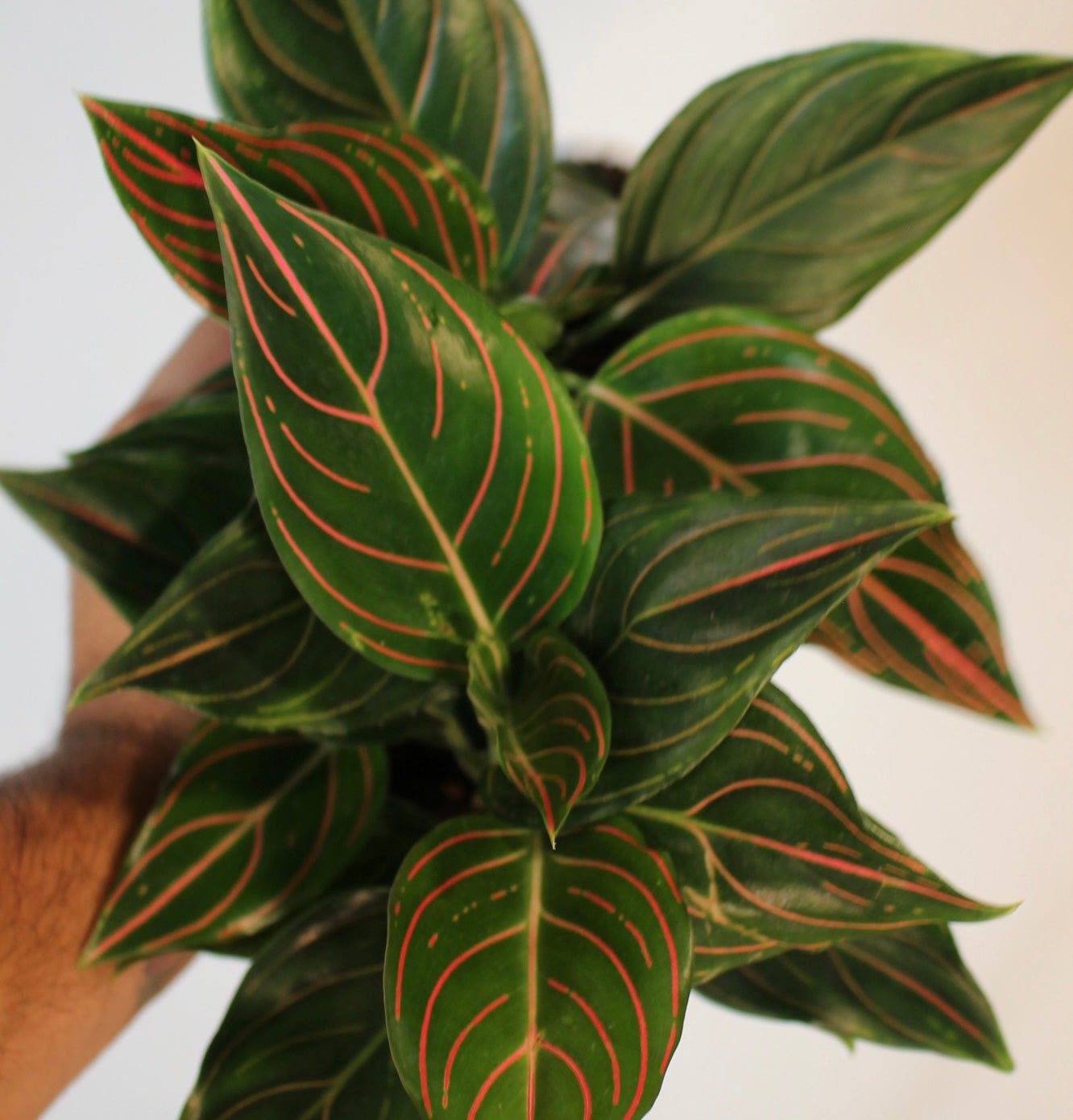 Red Vein Aglaonema 4" Pot