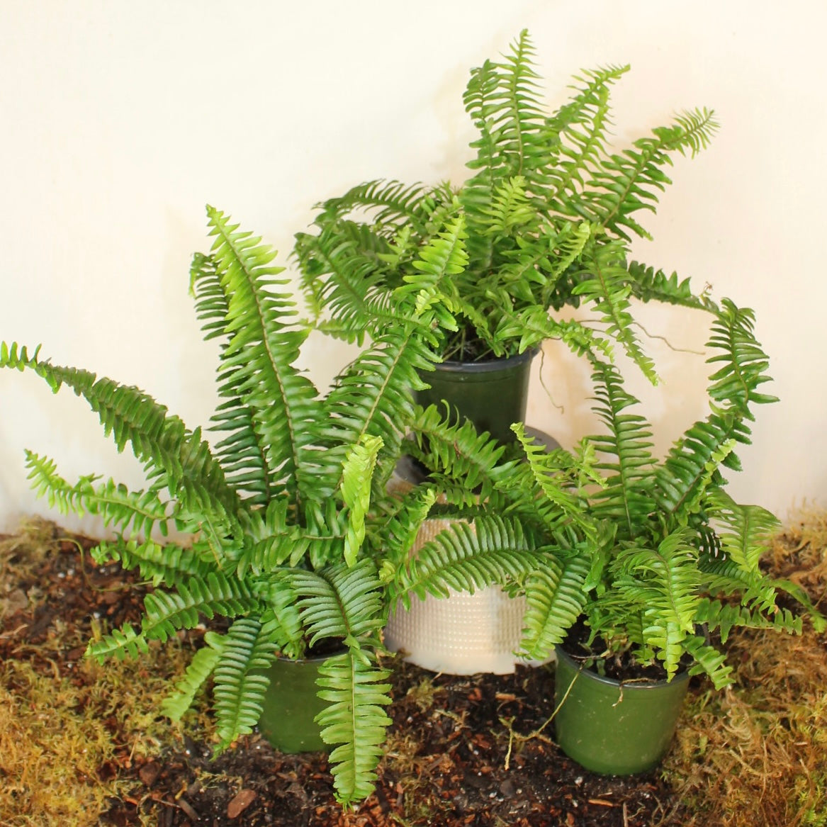 Boston Fern 4" Pot