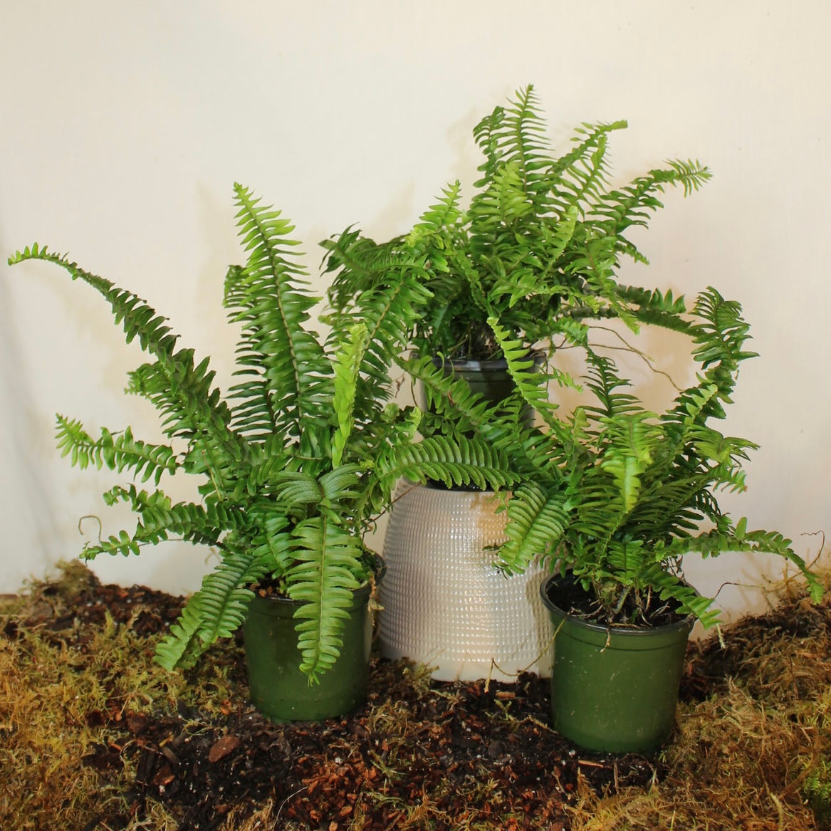 Boston Fern 4" Pot