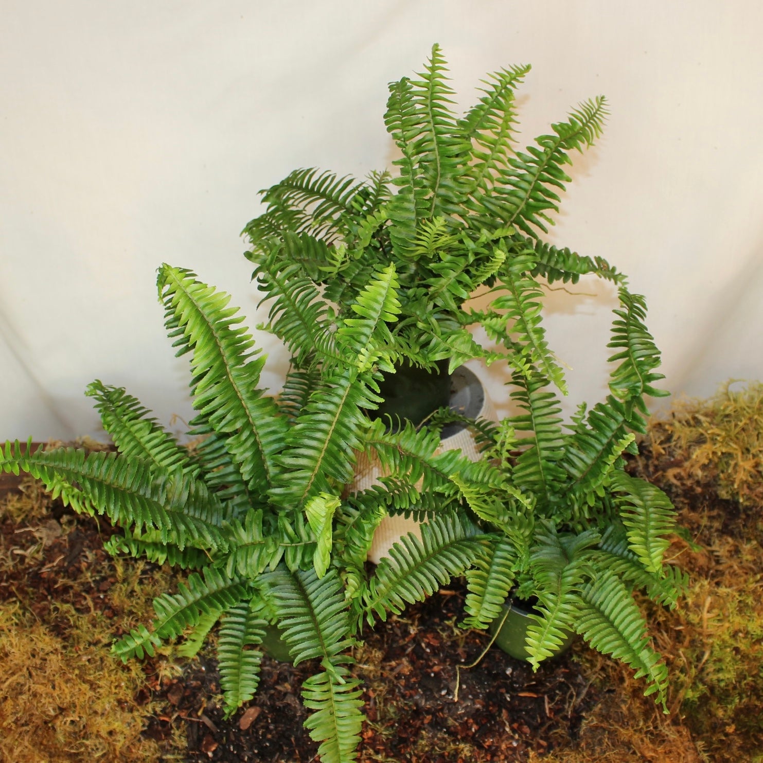 Boston Fern 4" Pot