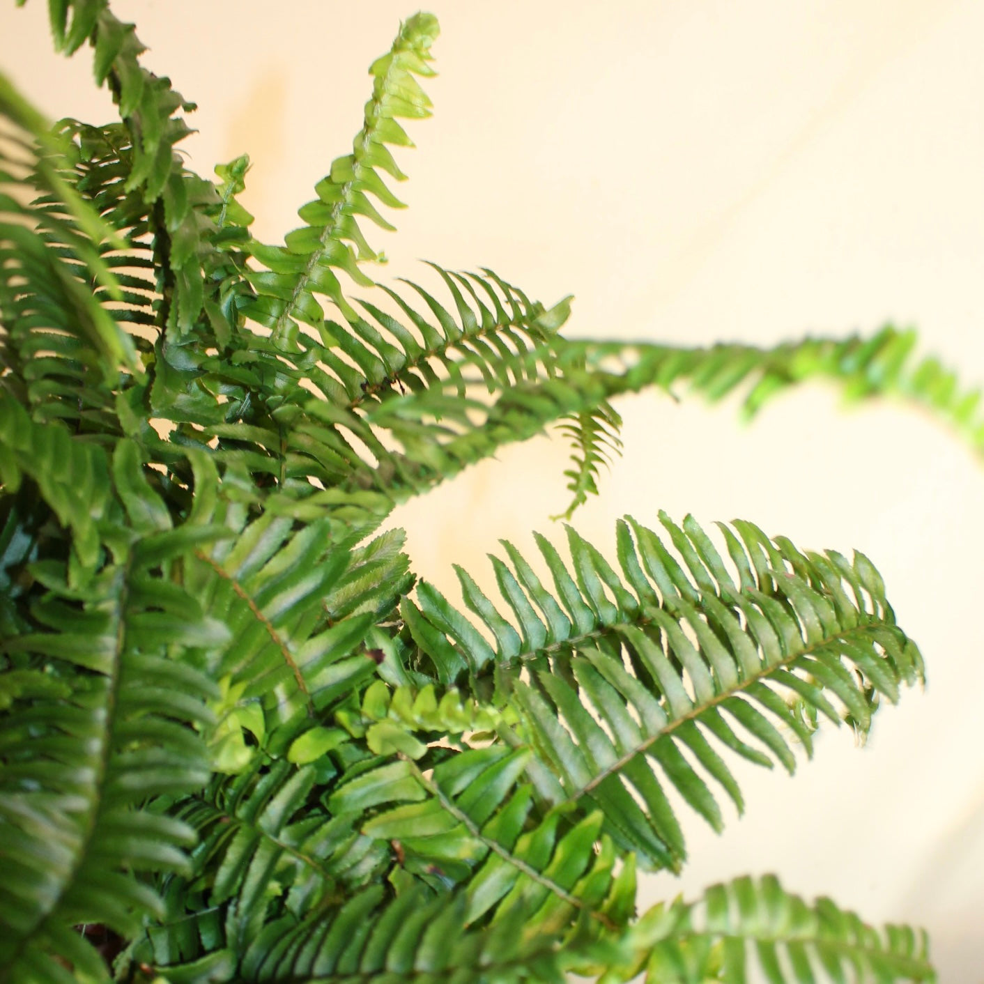 Boston Fern 4" Pot