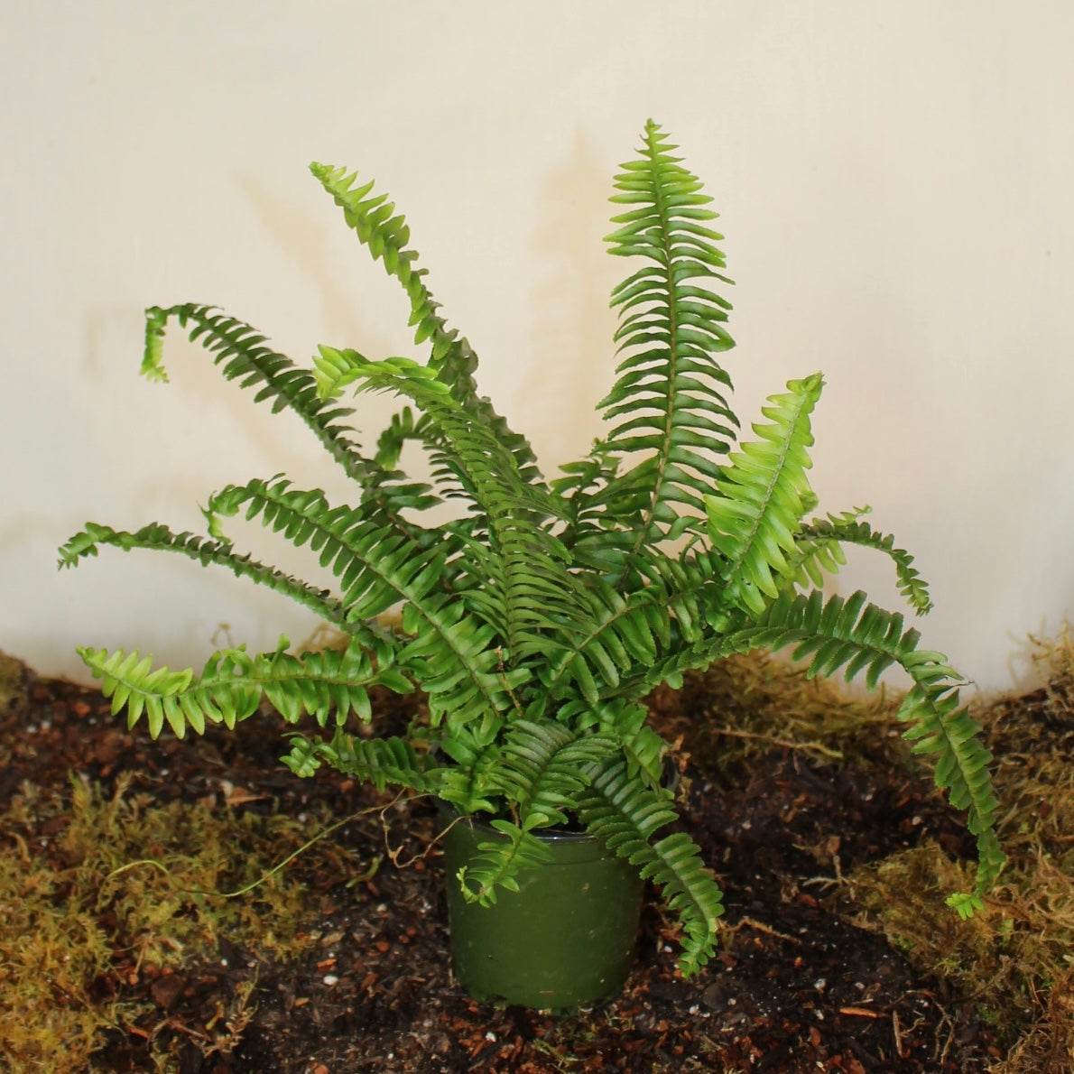 Boston Fern 4" Pot