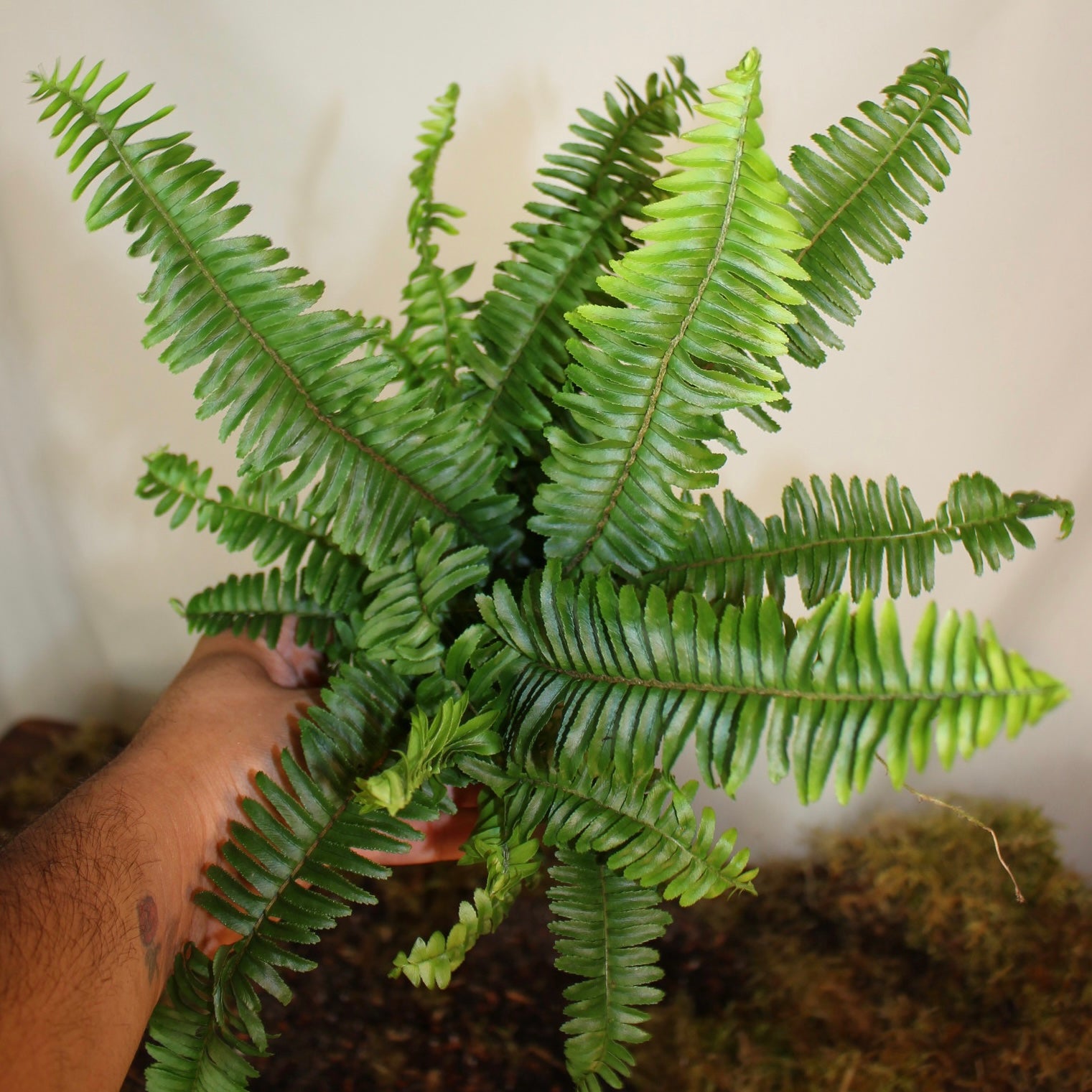 Boston Fern 4" Pot