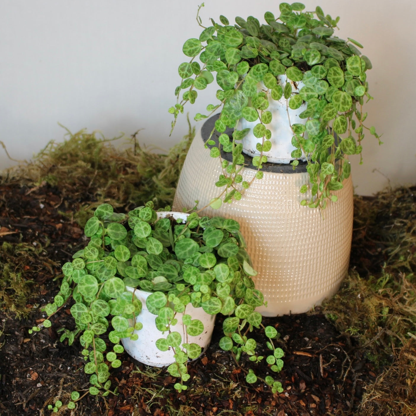 String Of Turtles Peperomia 4" Pot