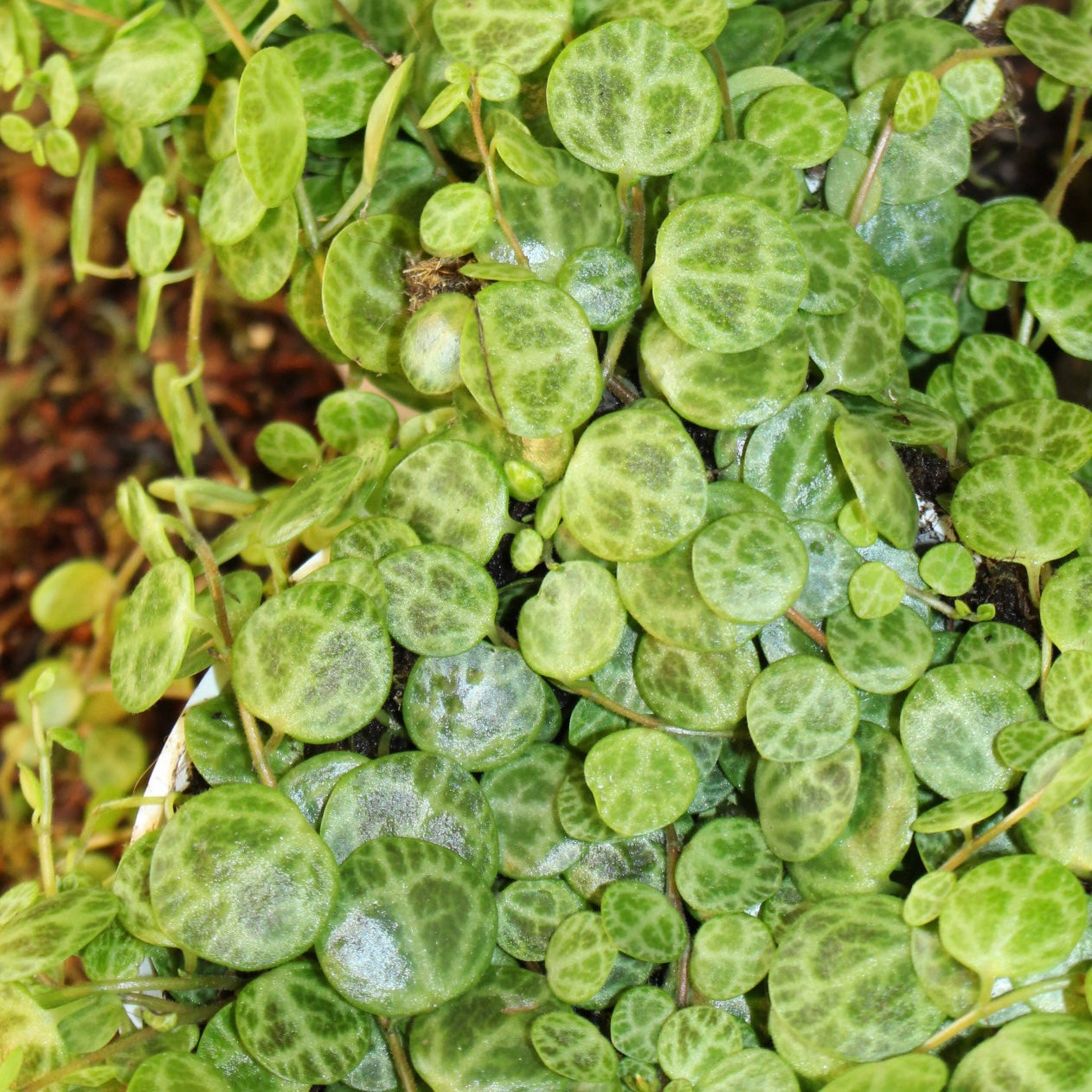 String Of Turtles Peperomia 4" Pot