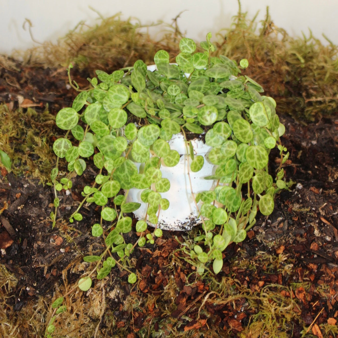 String Of Turtles Peperomia 4" Pot