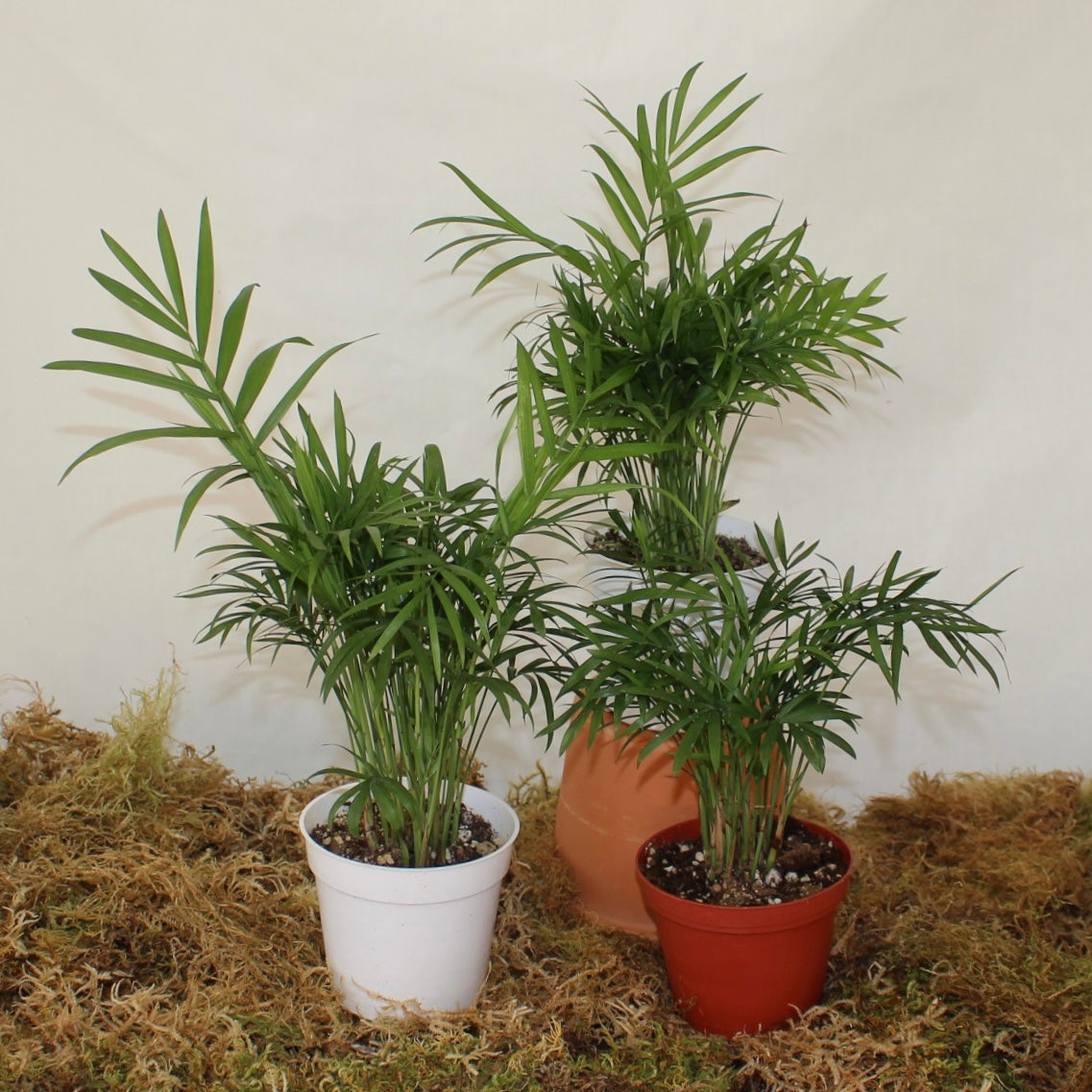 Parlour Palm 4" Pot