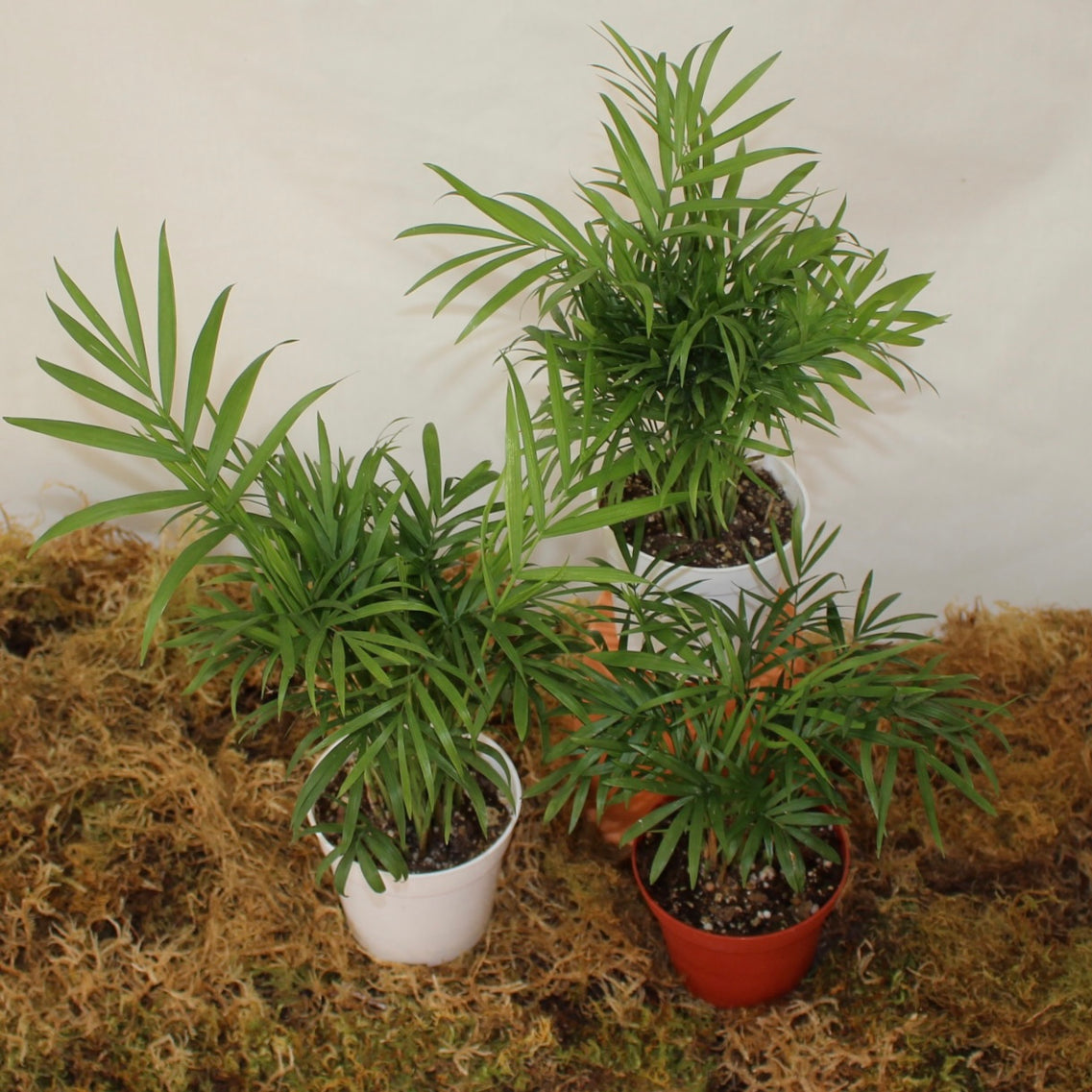 Parlour Palm 4" Pot