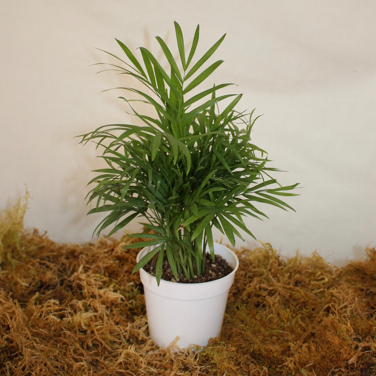 Parlour Palm 4" Pot