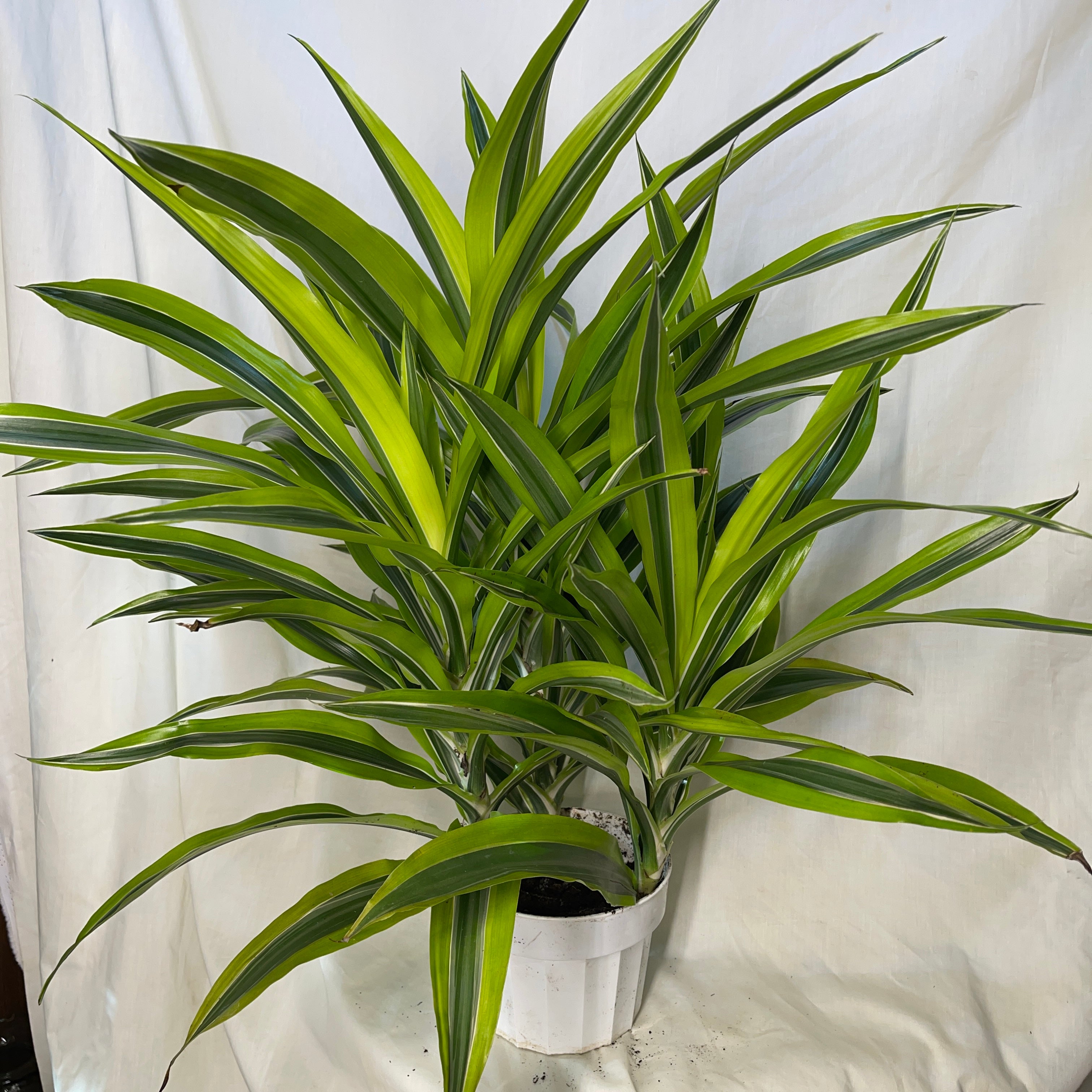 Dracaena Lemon Lime 6 Inch Pot