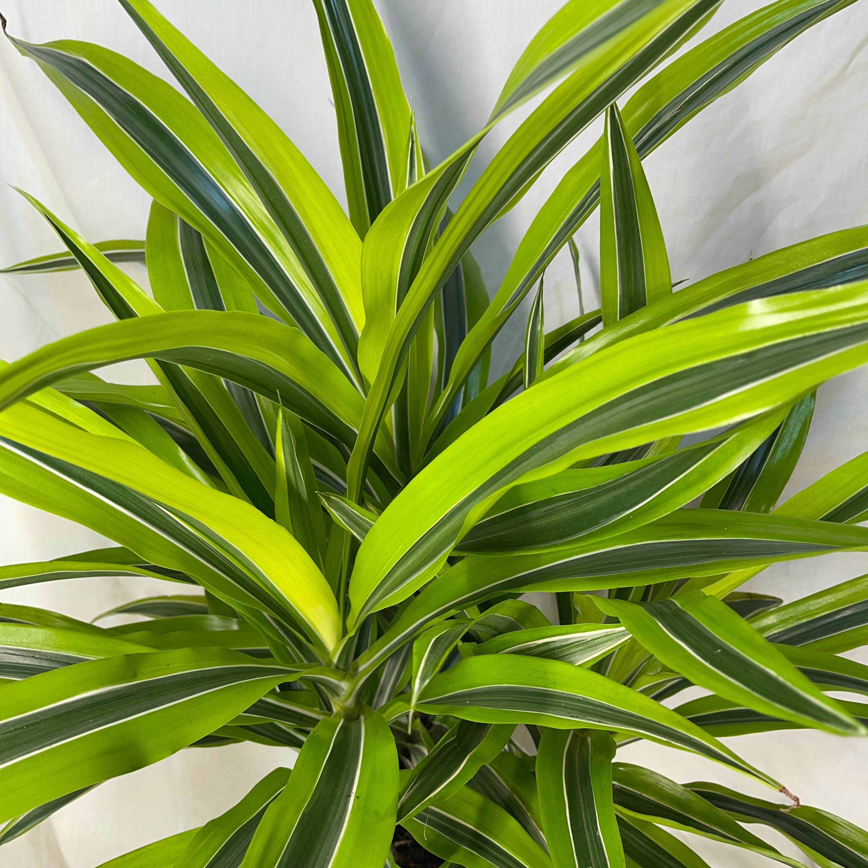 Dracaena Lemon Lime 6 Inch Pot