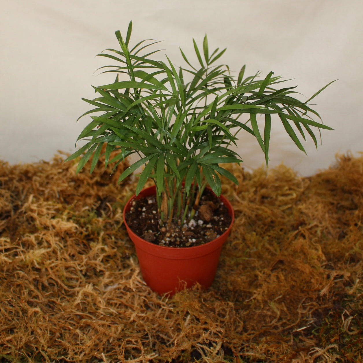 Parlour Palm 4" Pot