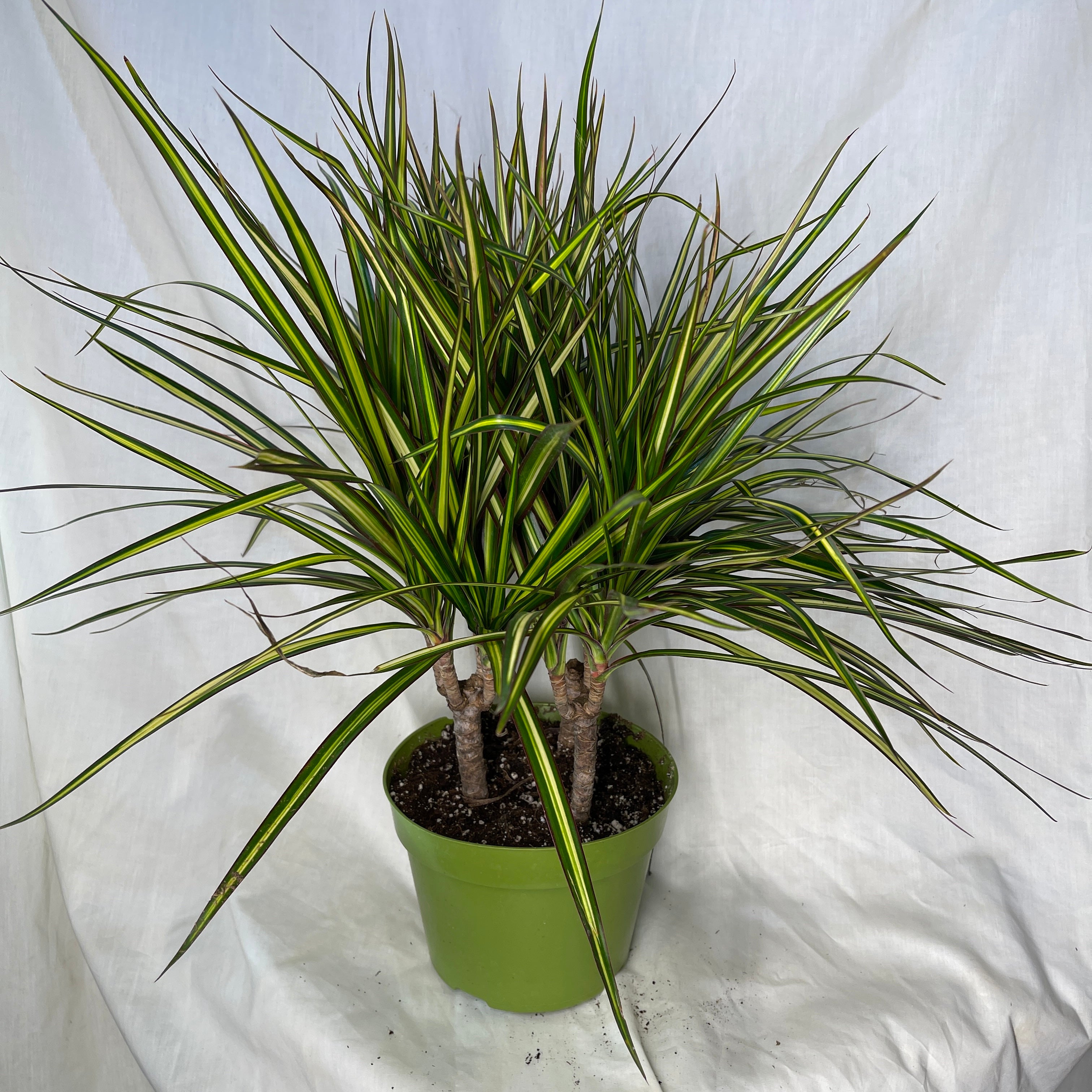 Dracaena Sunshine 6 Inch Pot