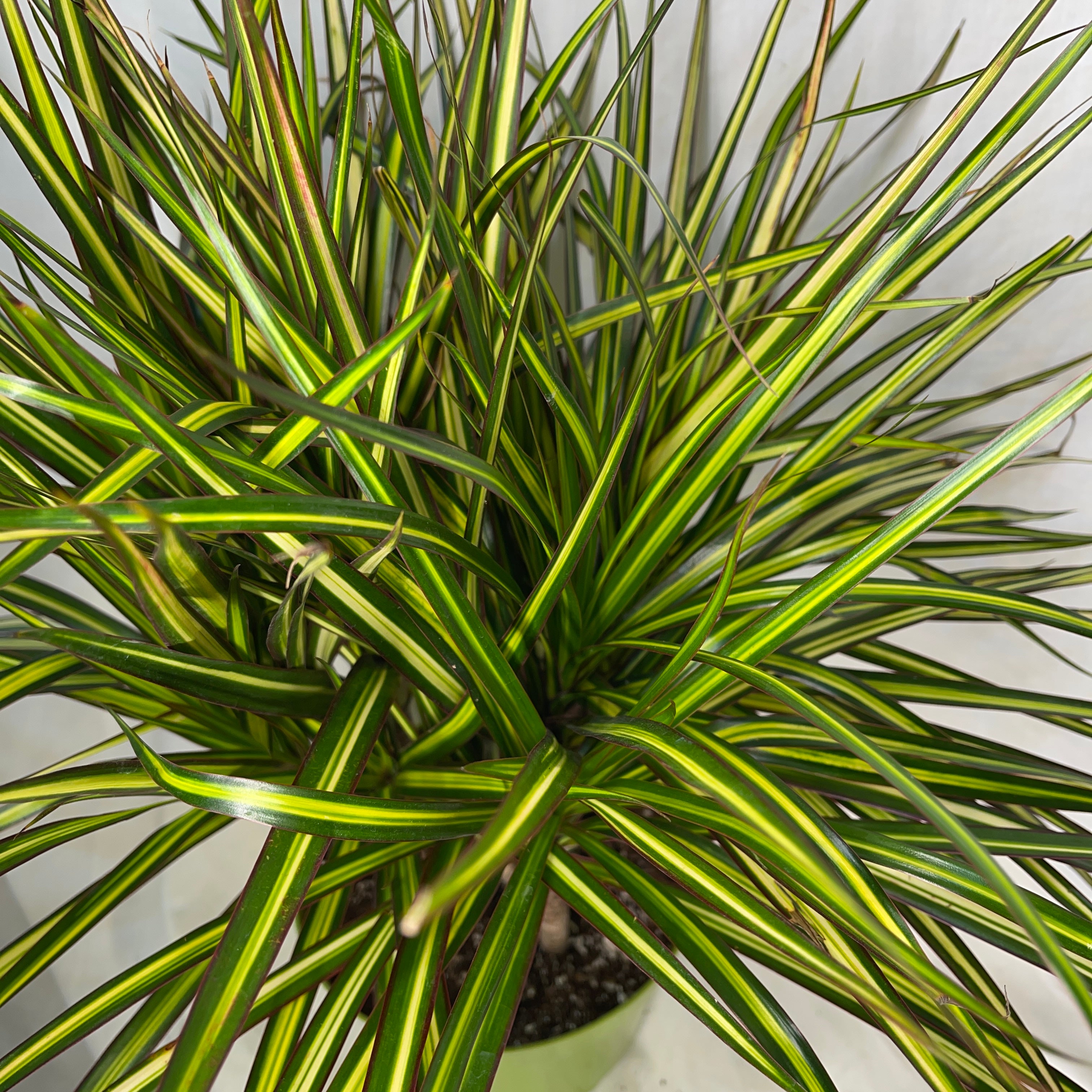 Dracaena Sunshine 6 Inch Pot