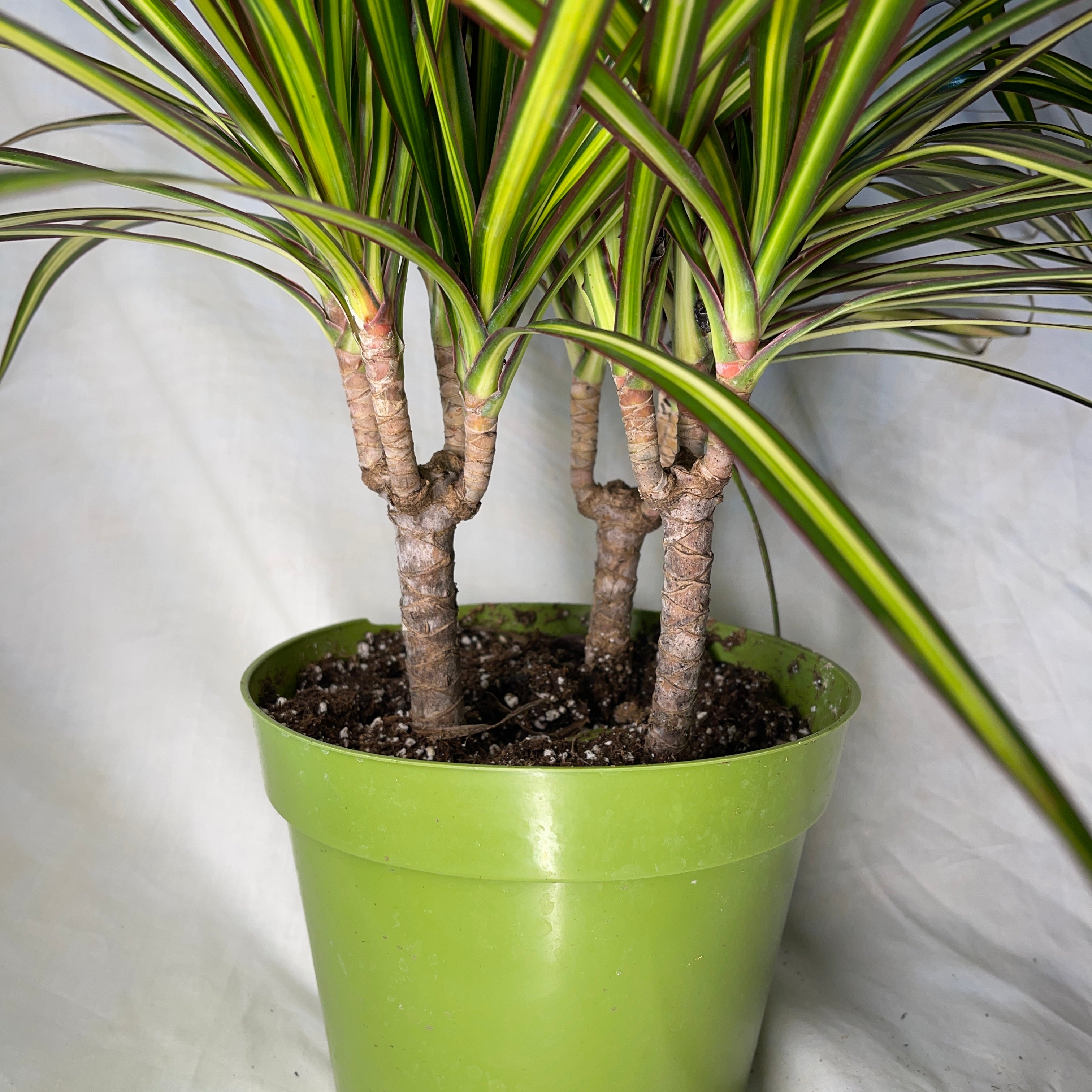 Dracaena Sunshine 6 Inch Pot