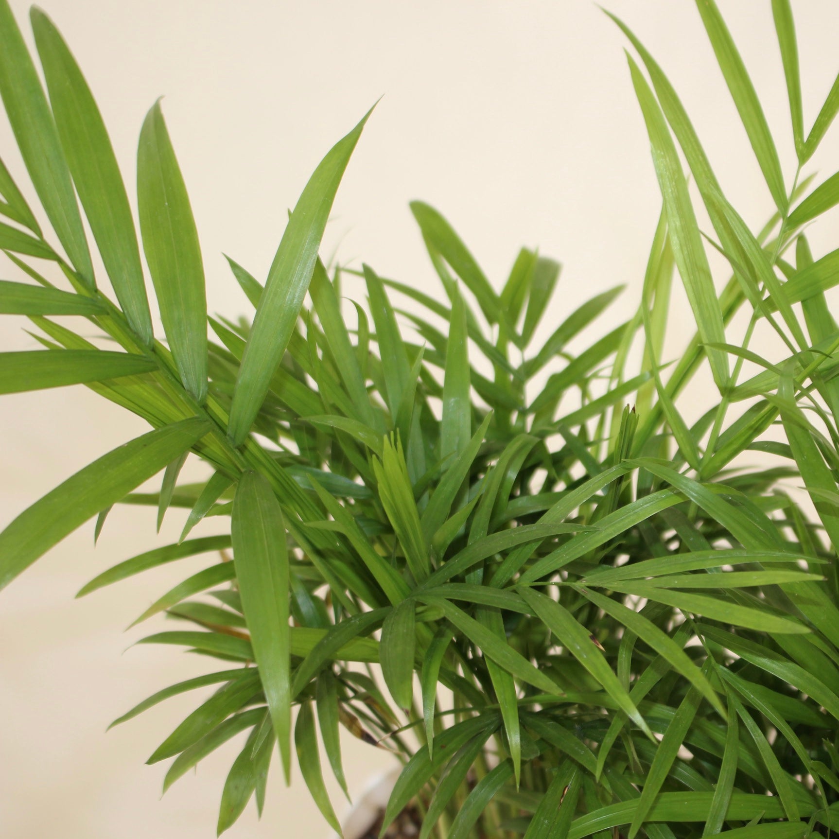 Parlour Palm 4" Pot