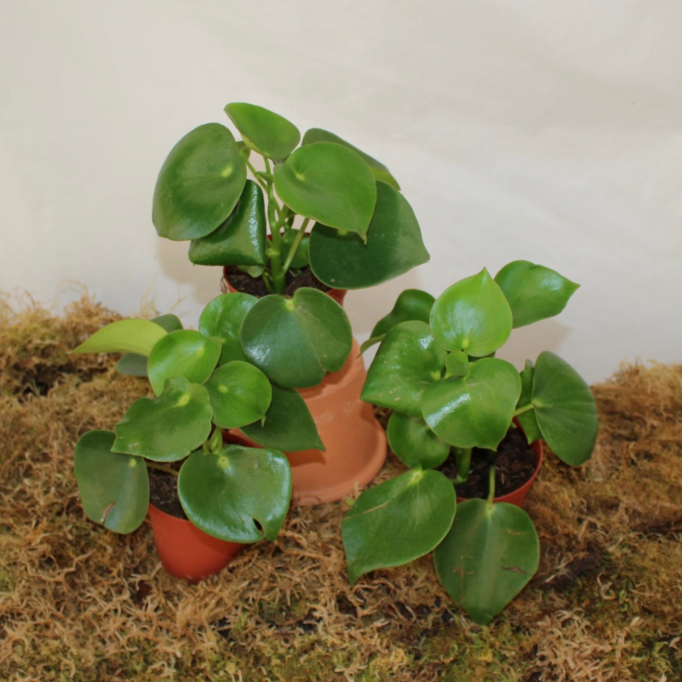 Raindrop Peperomia 4" Pot